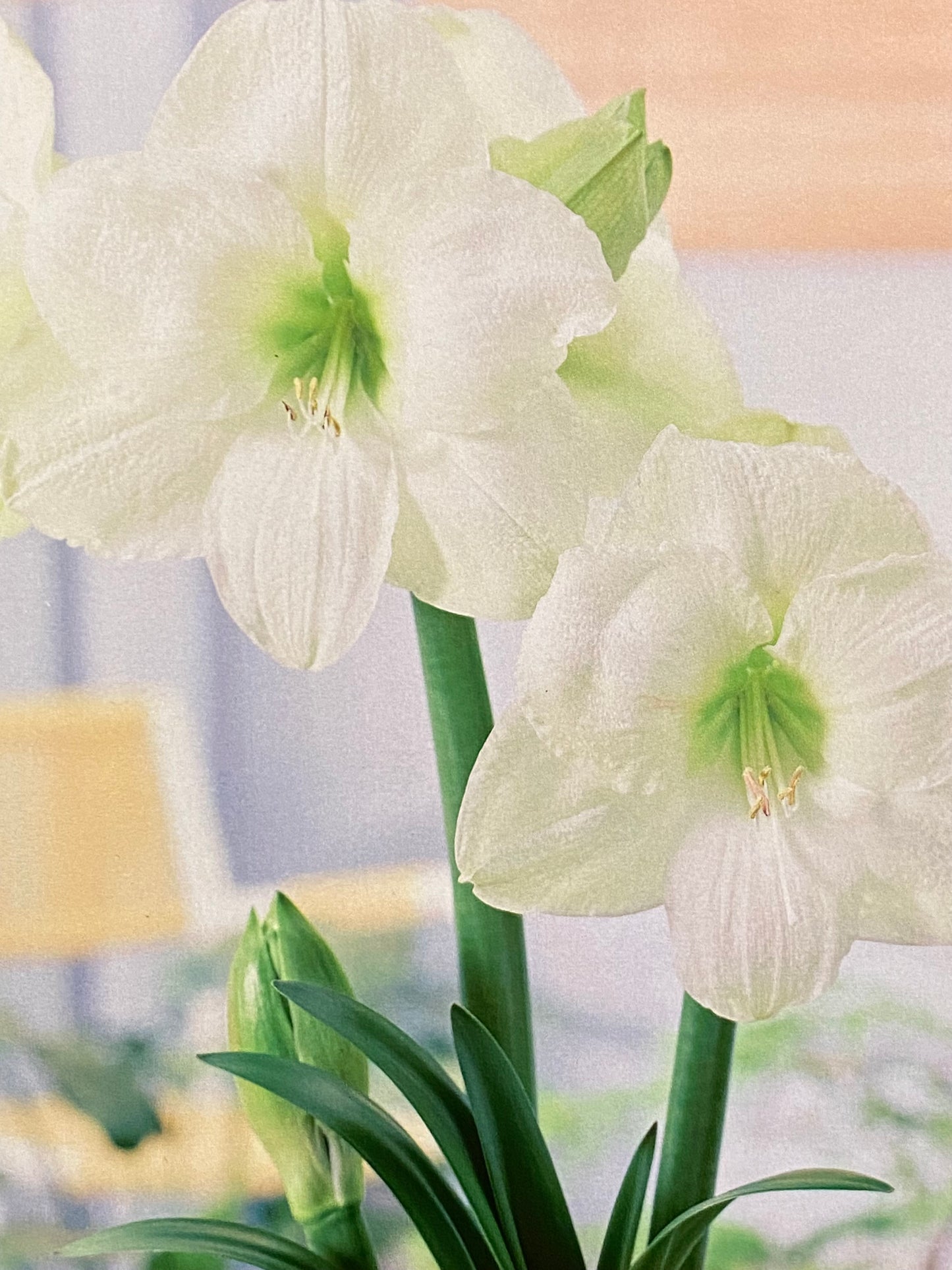 Potted Amaryllis