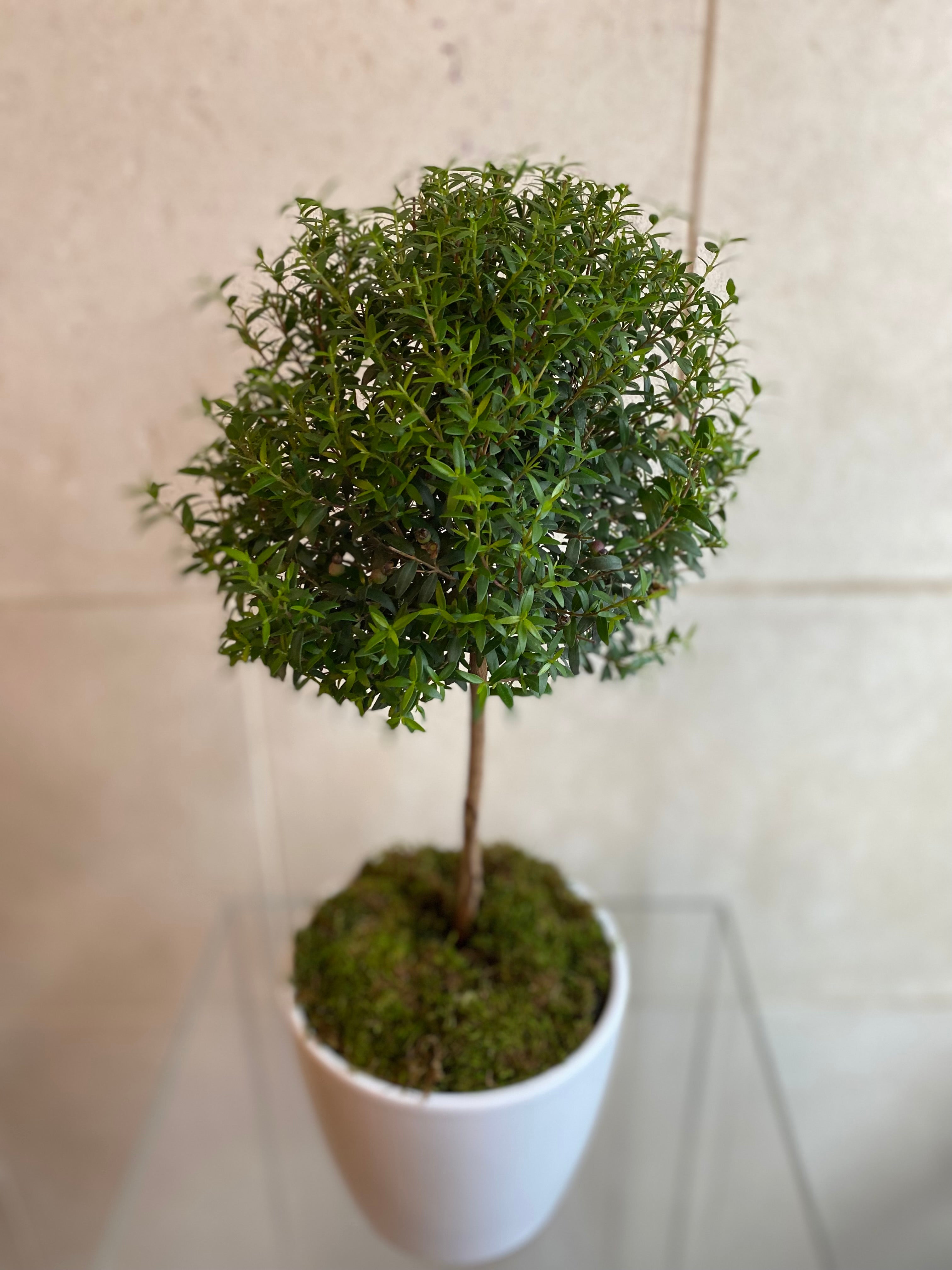 Spherical Myrtle Topiary