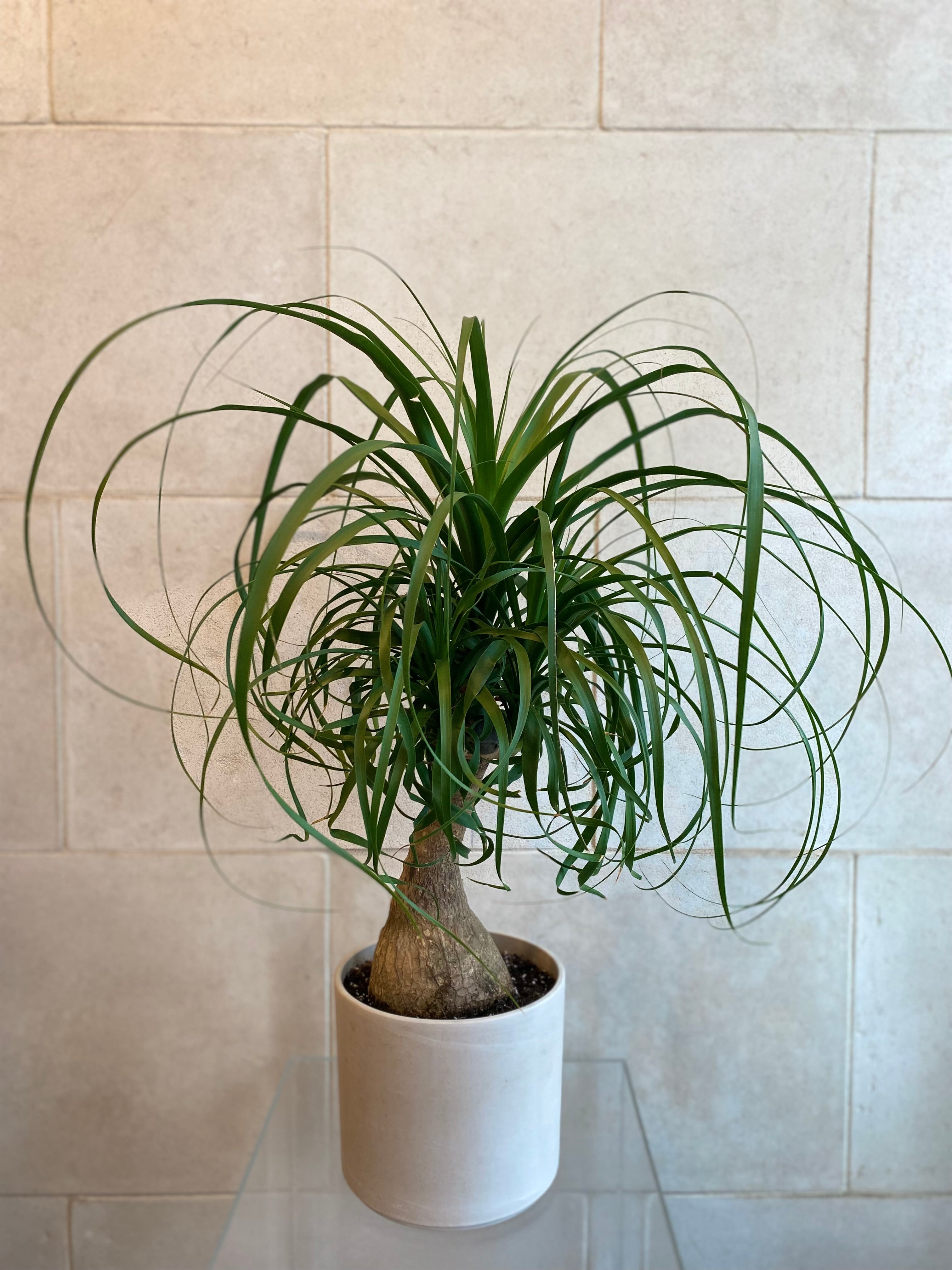 Ponytail Palm