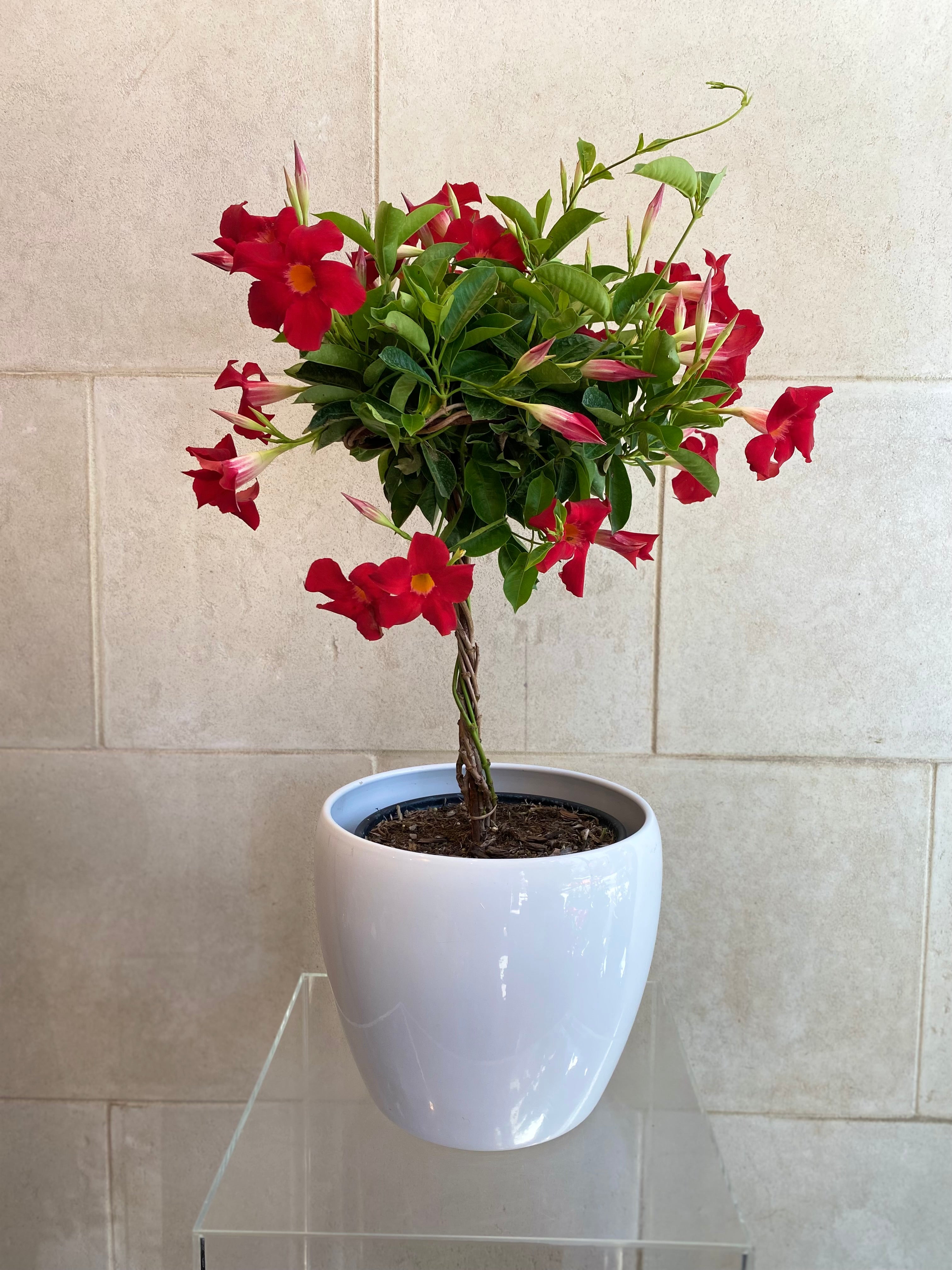 Mandevilla Tree