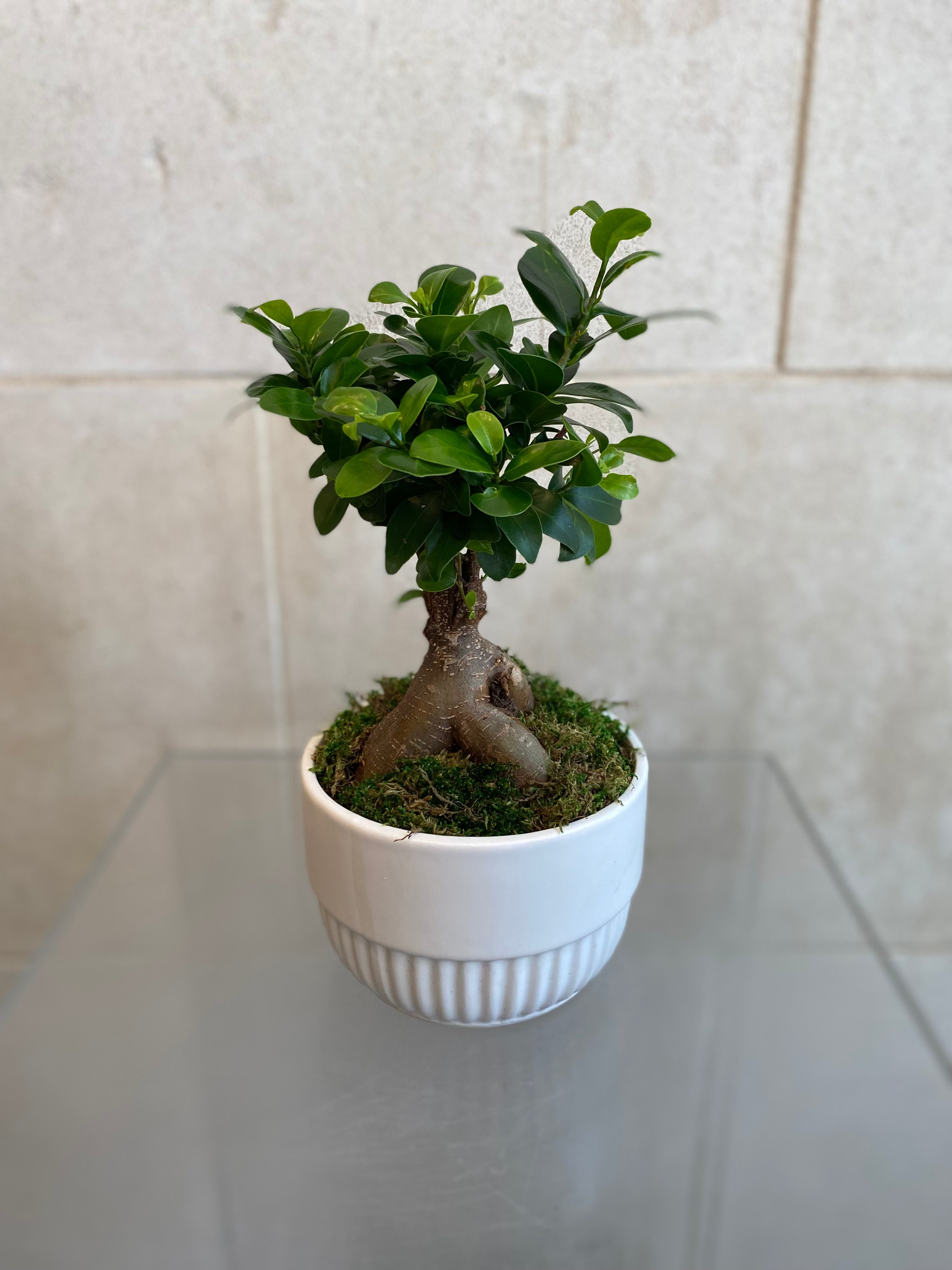 Mini Ficus Bonsai