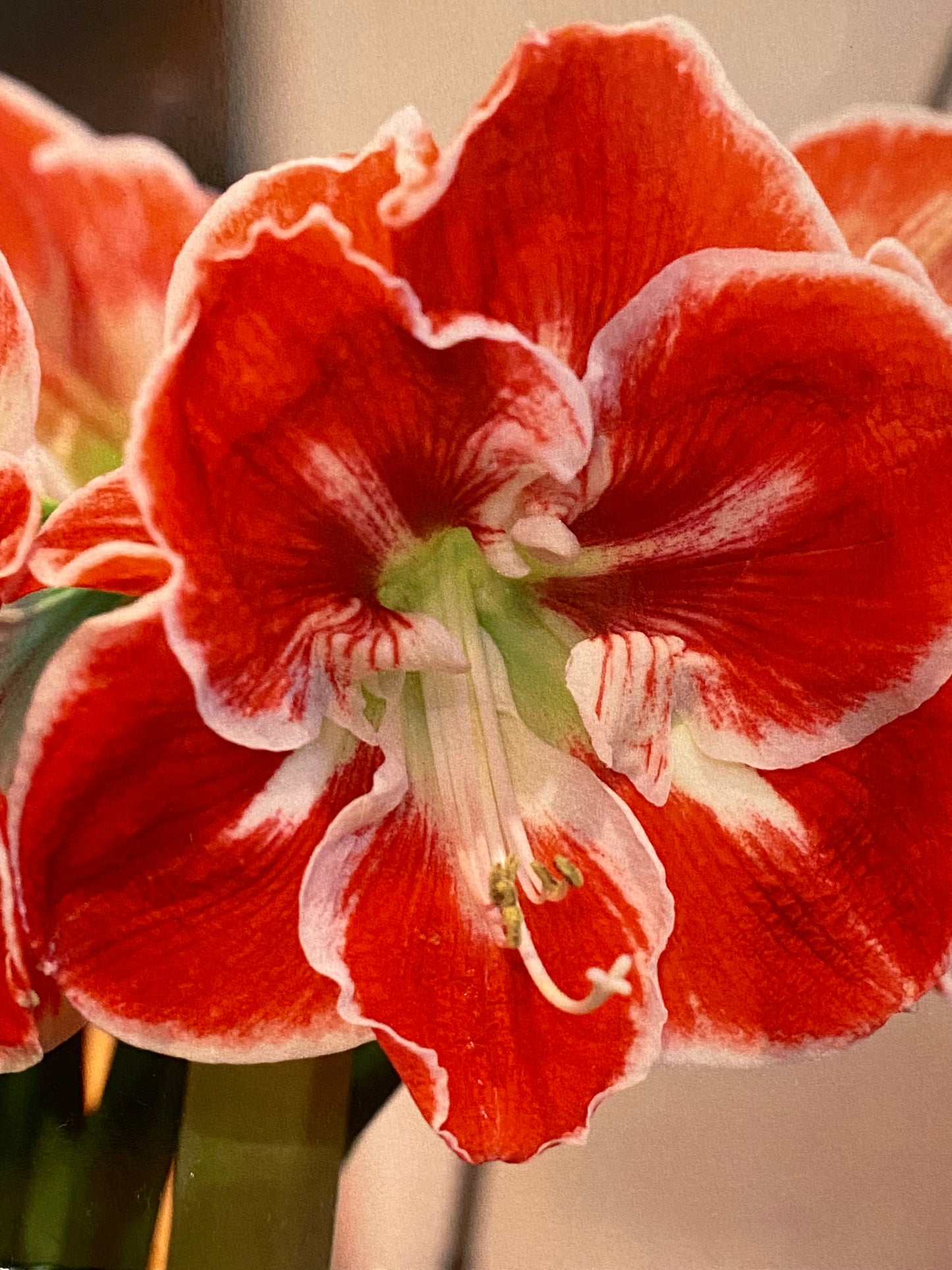 Potted Amaryllis