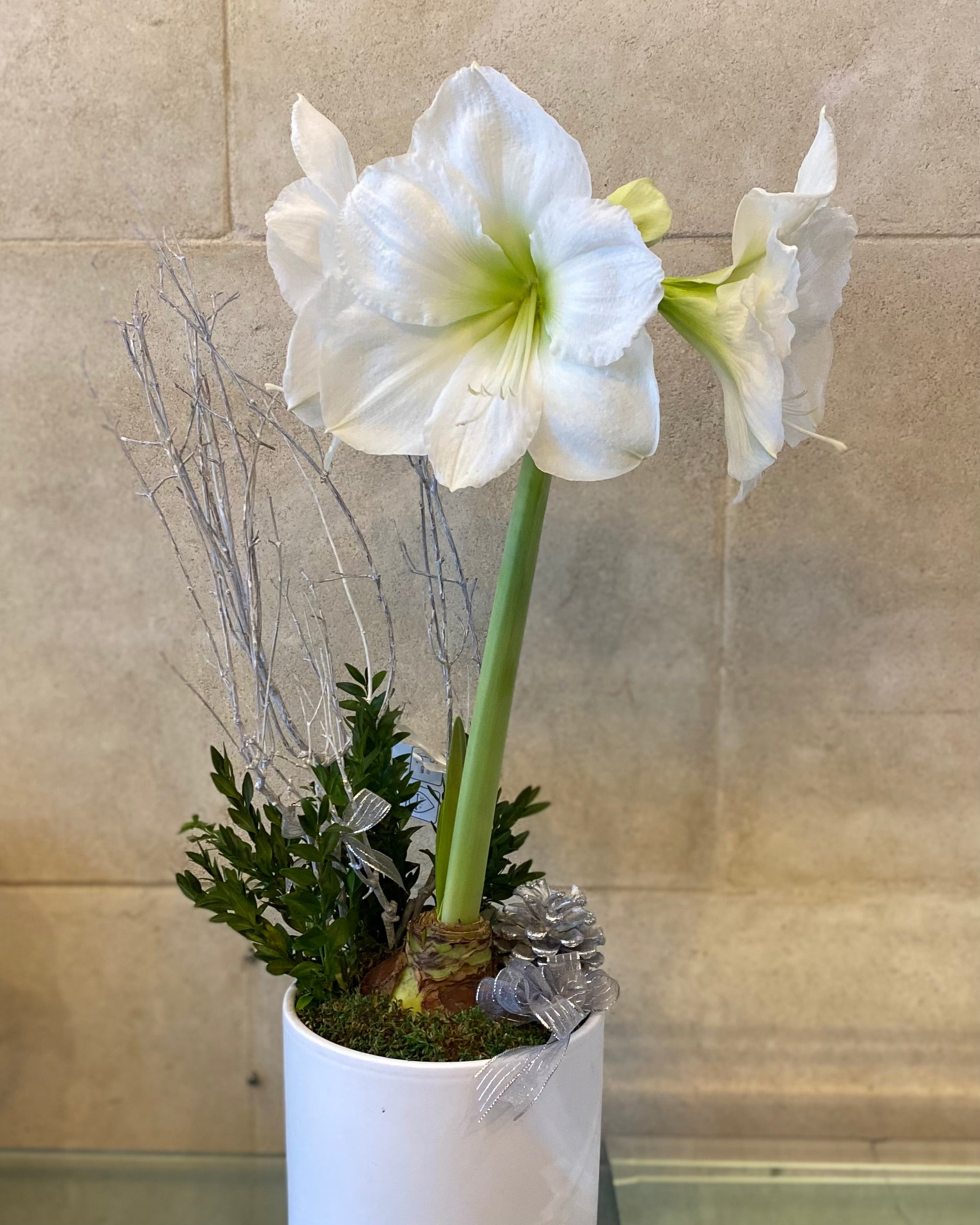 Potted Amaryllis