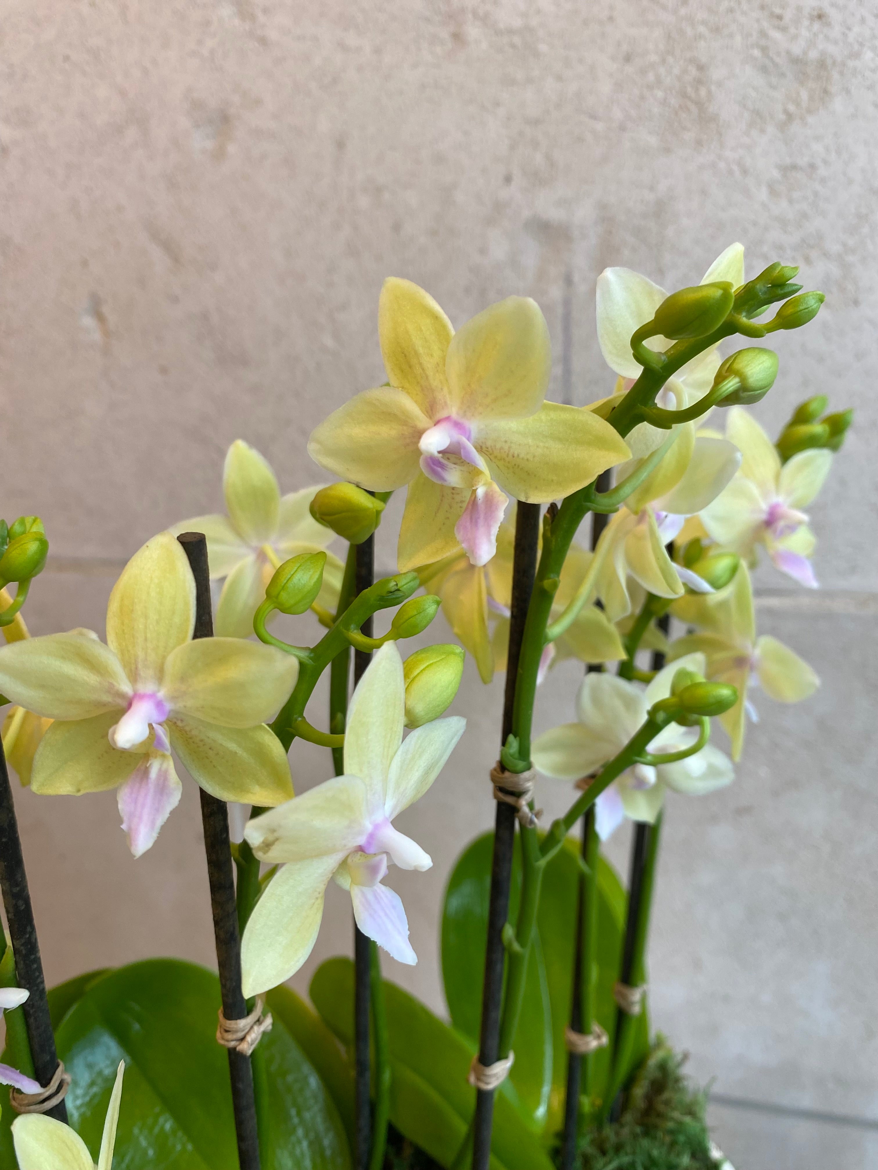 Mini Pastel Orchid Trio