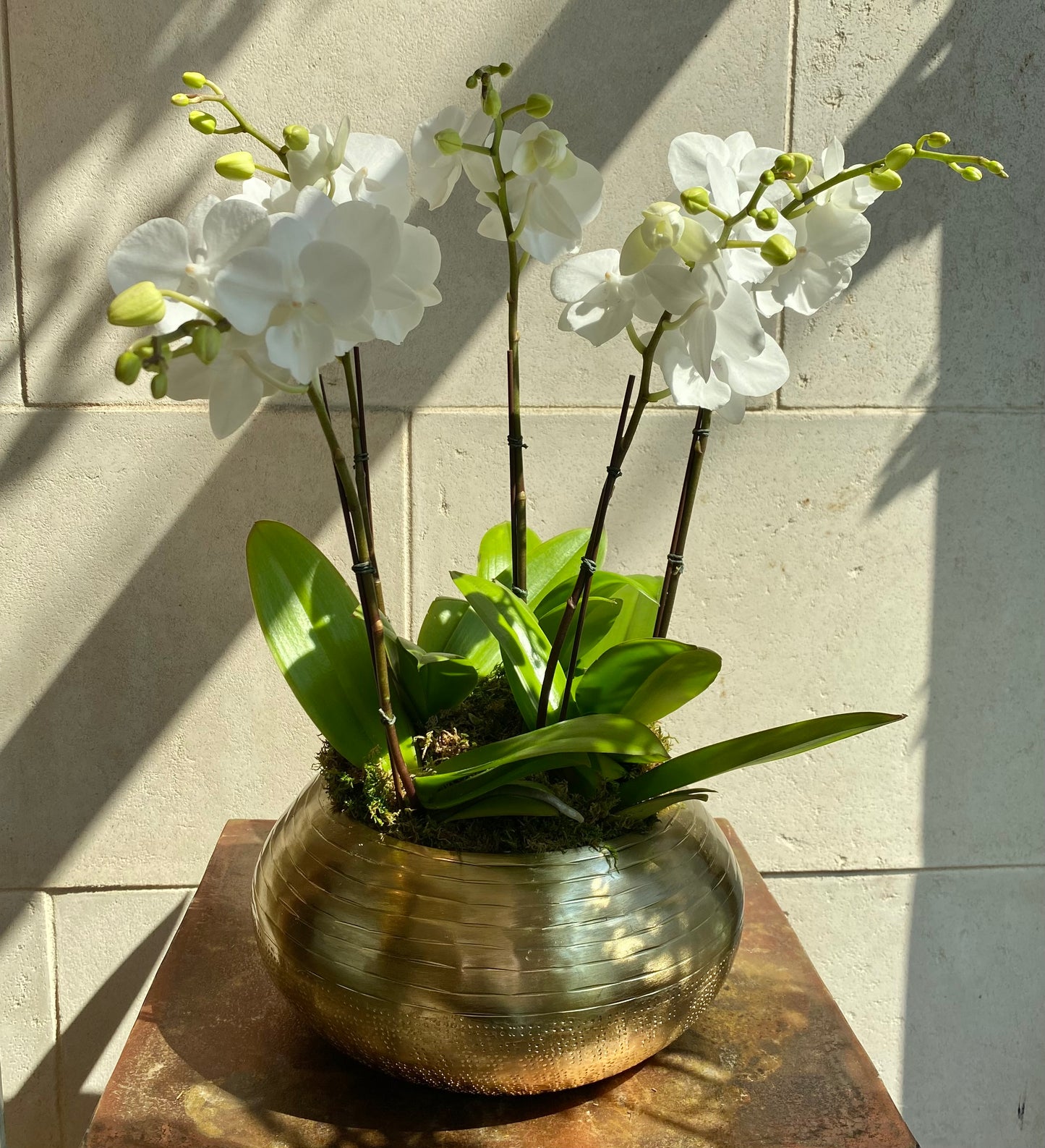 Mini Orchid Arrangement White