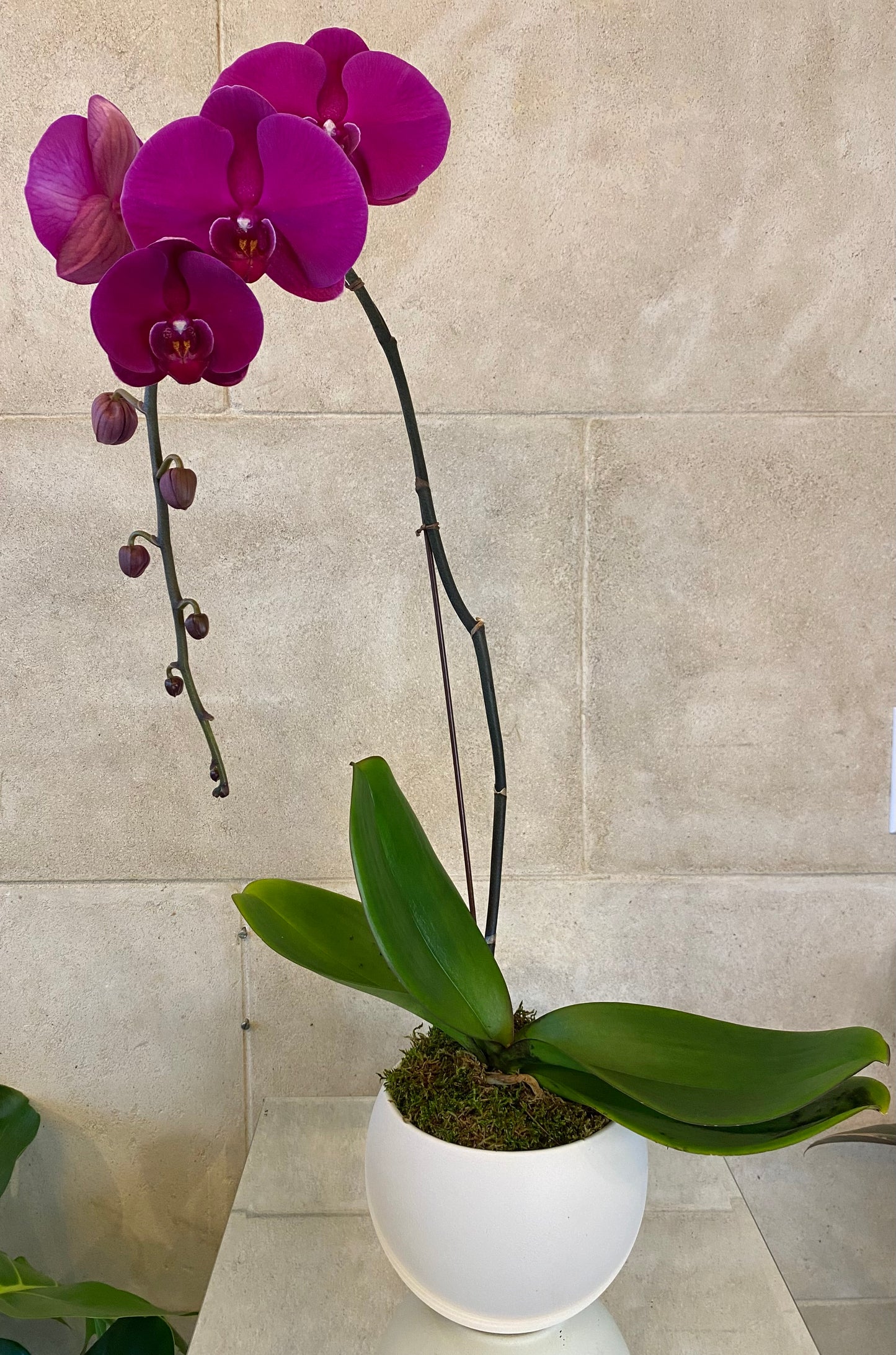 Purple Phalaenopsis orchid