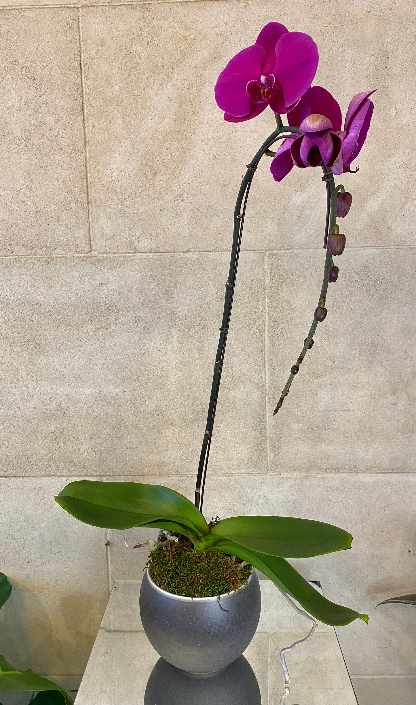 Purple Phalaenopsis orchid