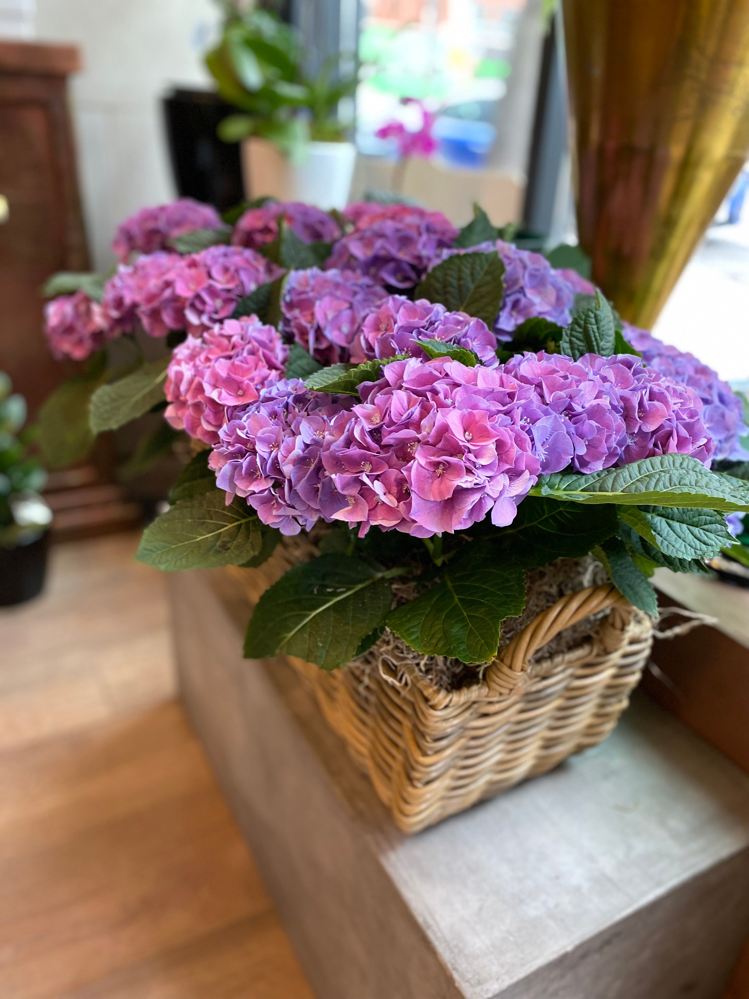 Spring Hydrangea Basket