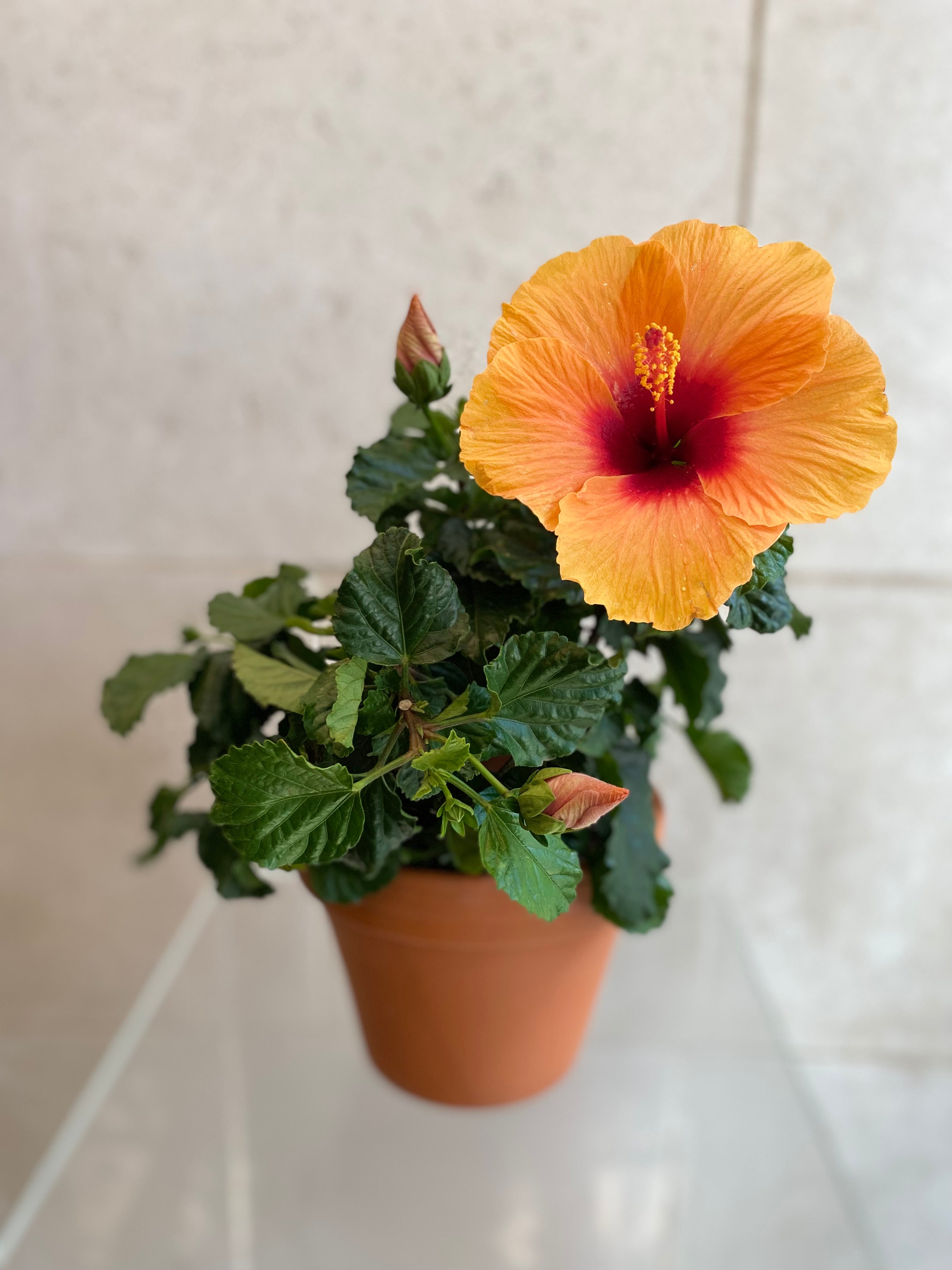 Hibiscus Terracotta Pot