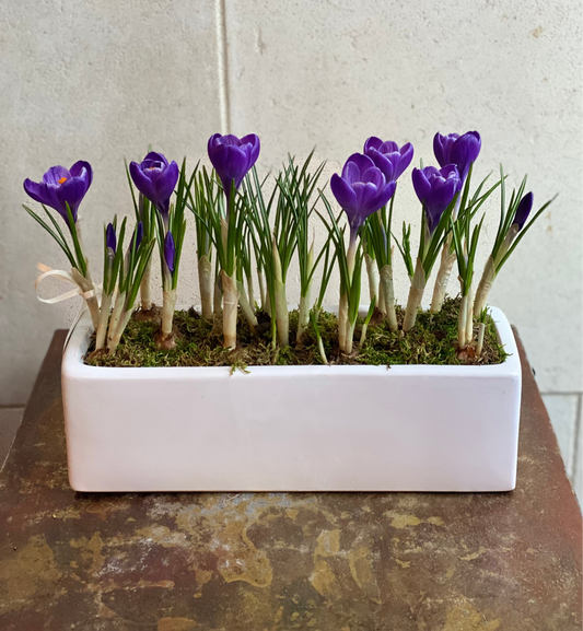 Purple crocus Planter