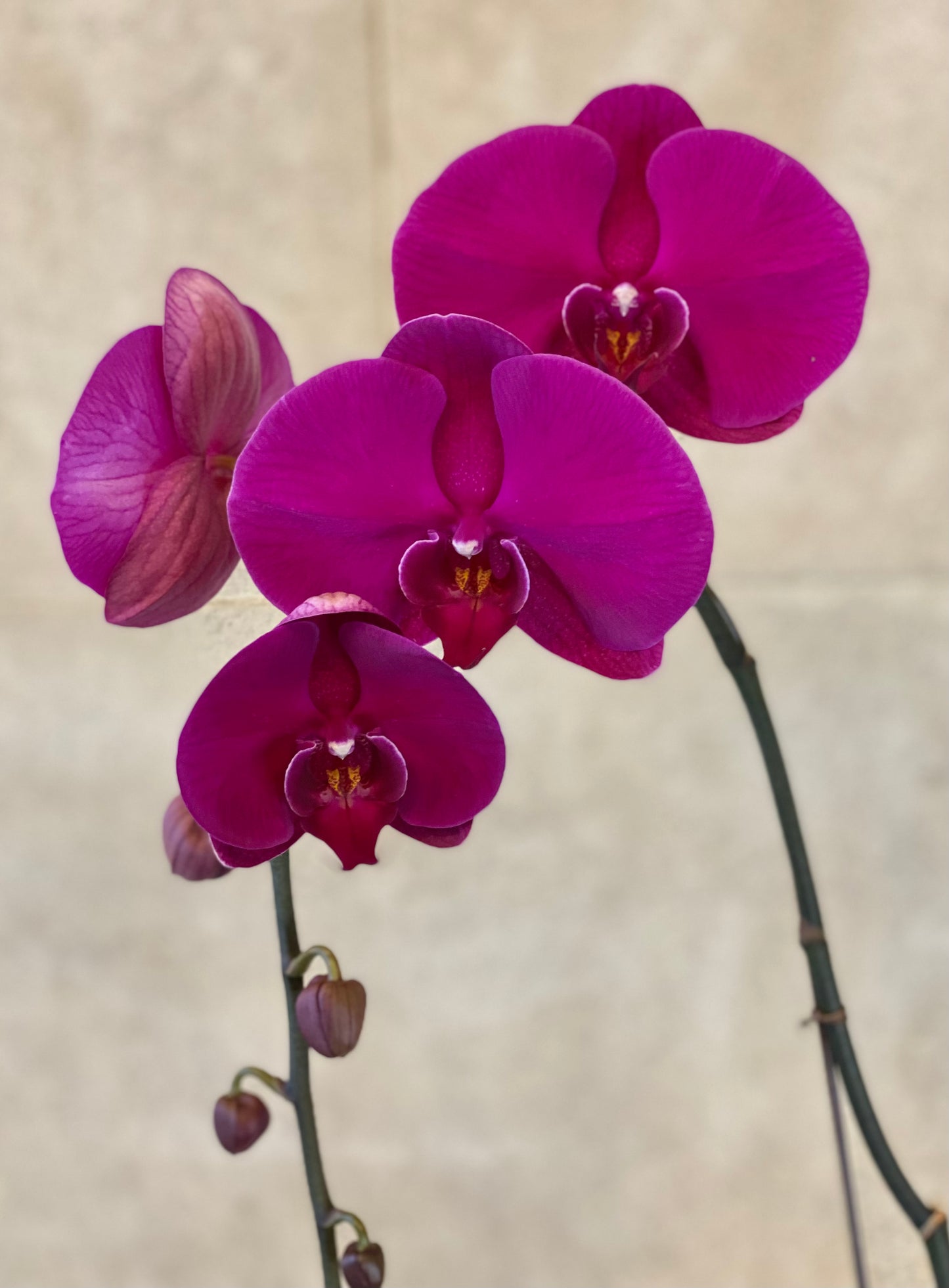 Purple Phalaenopsis orchid