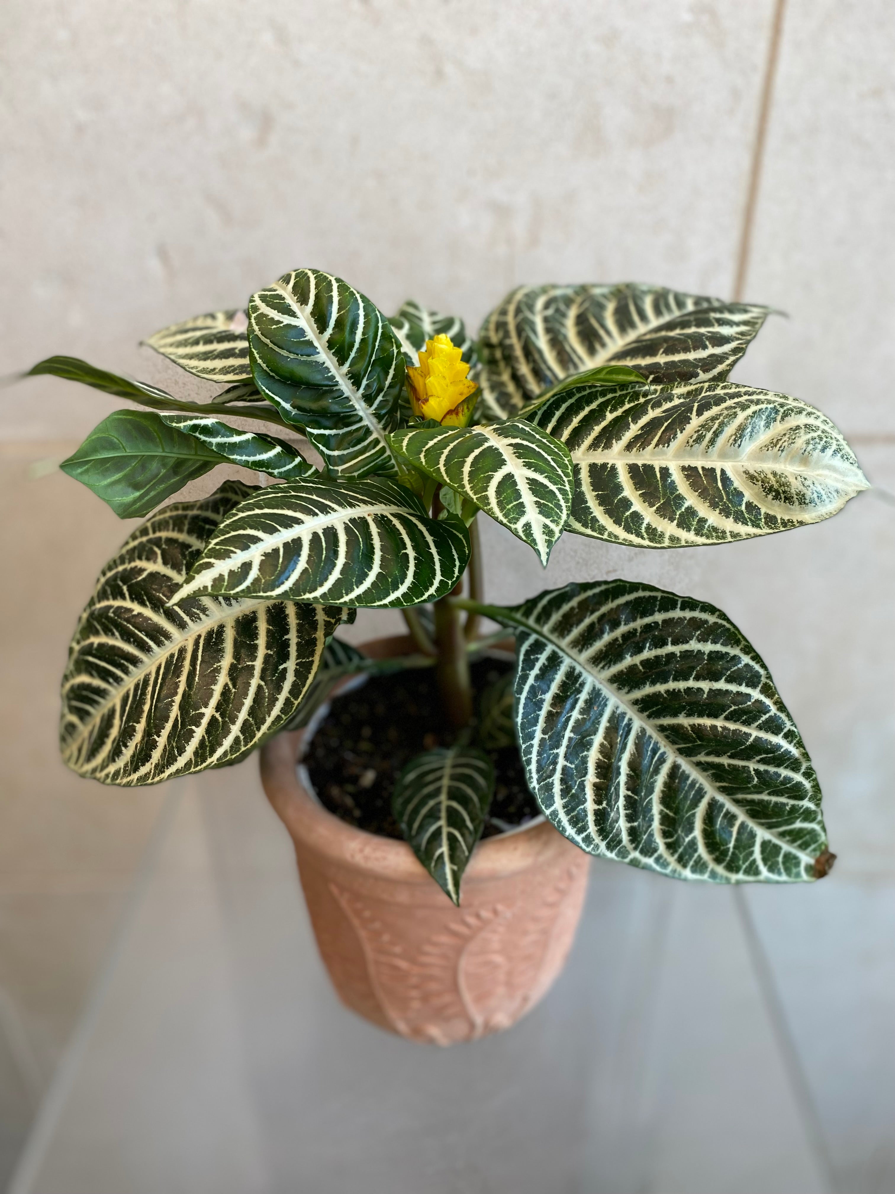 Zebra Plant