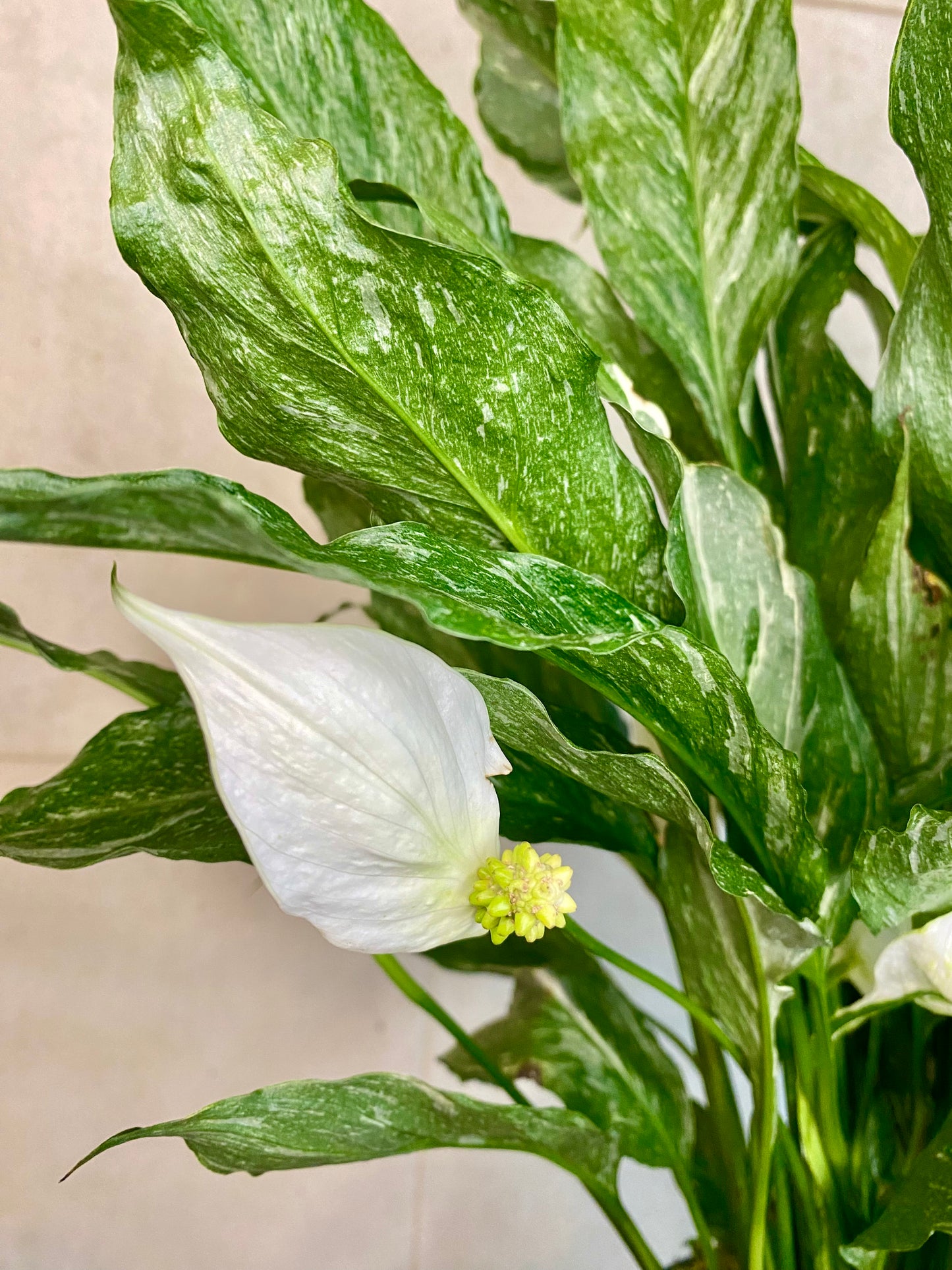 Variegated Peace Lily