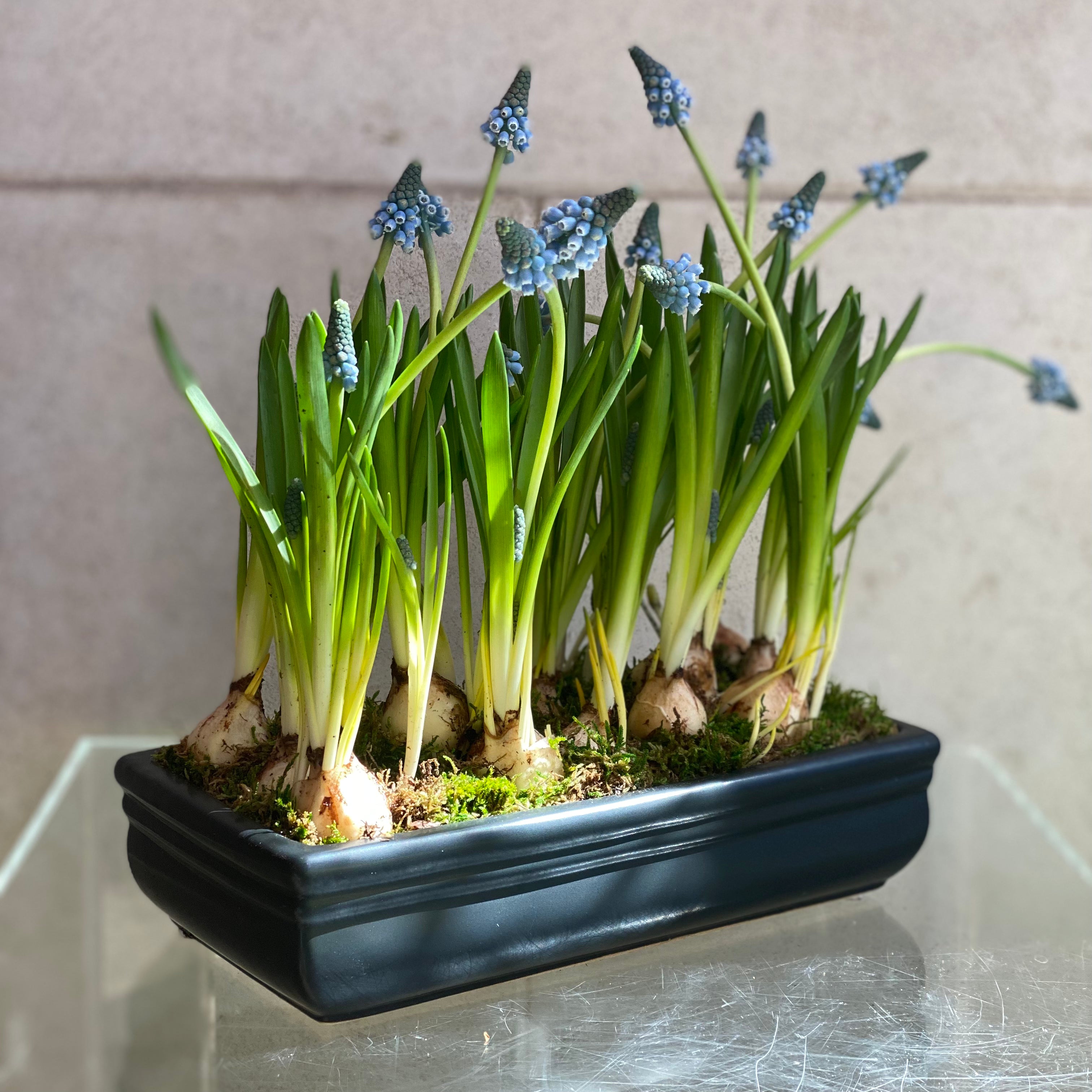 Muscari in Black Ceramic Container