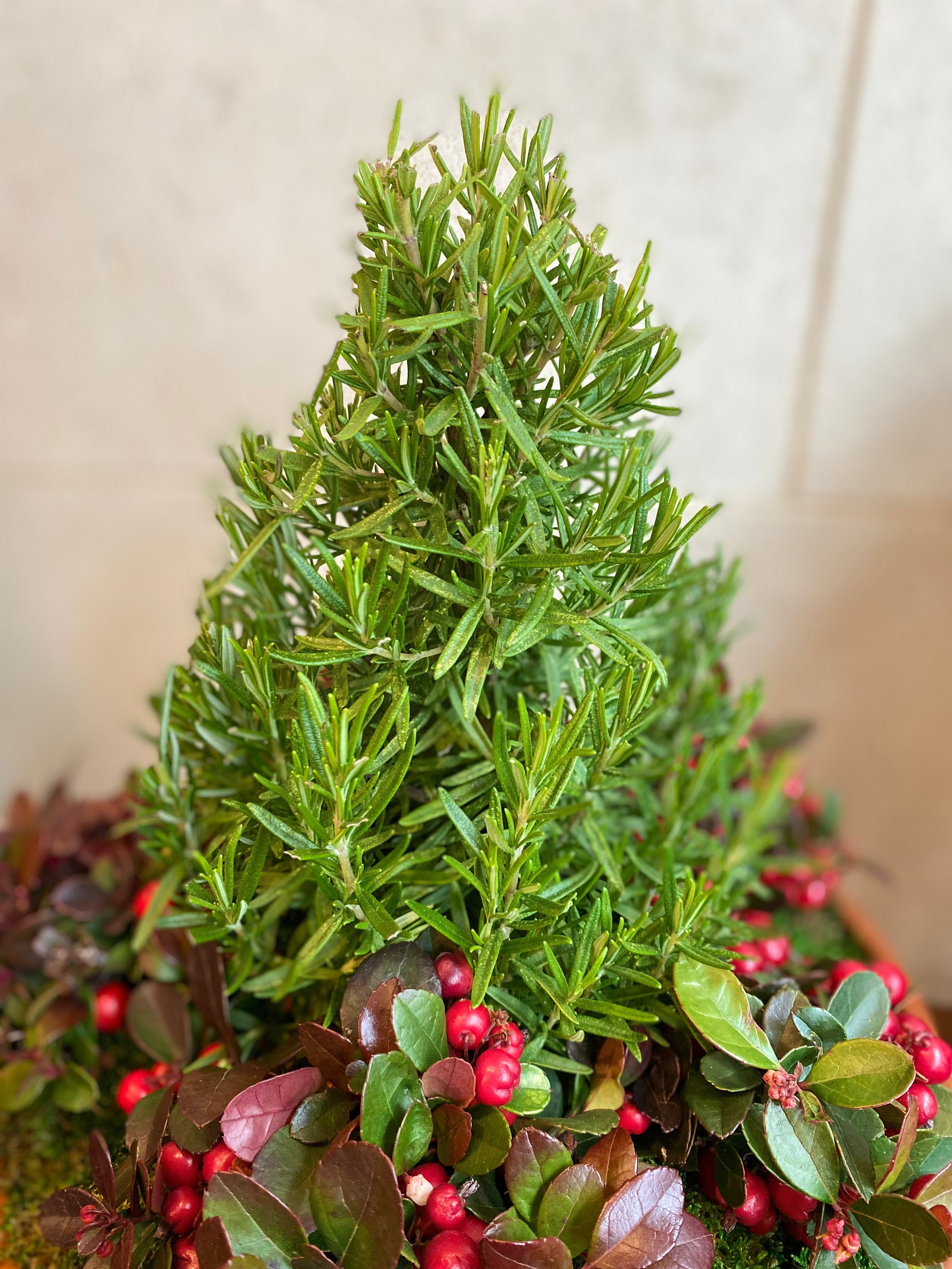 Rosemary & Winterberry Terracotta Planter