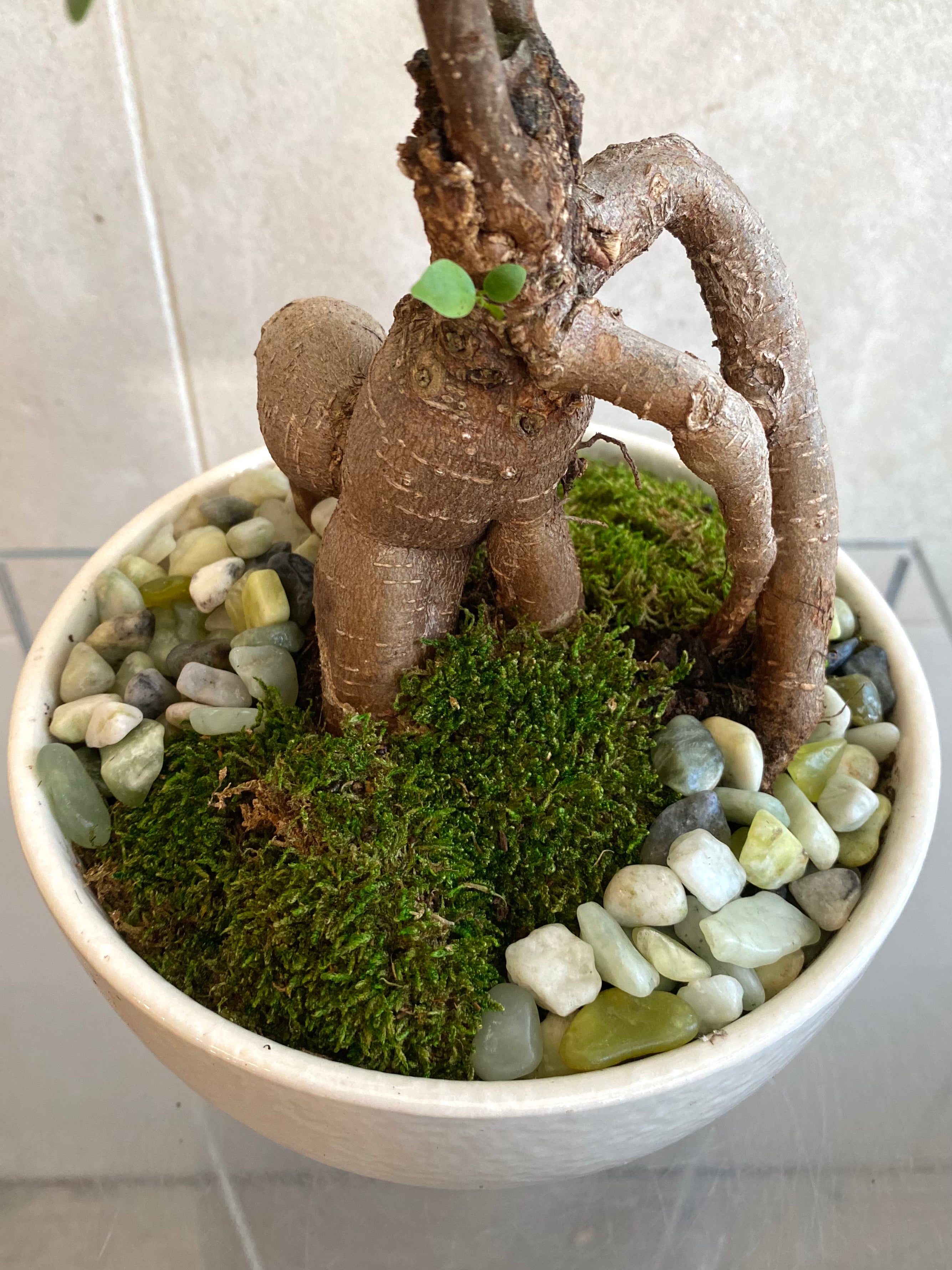 Ficus Ginseng in White Ceramic Compote