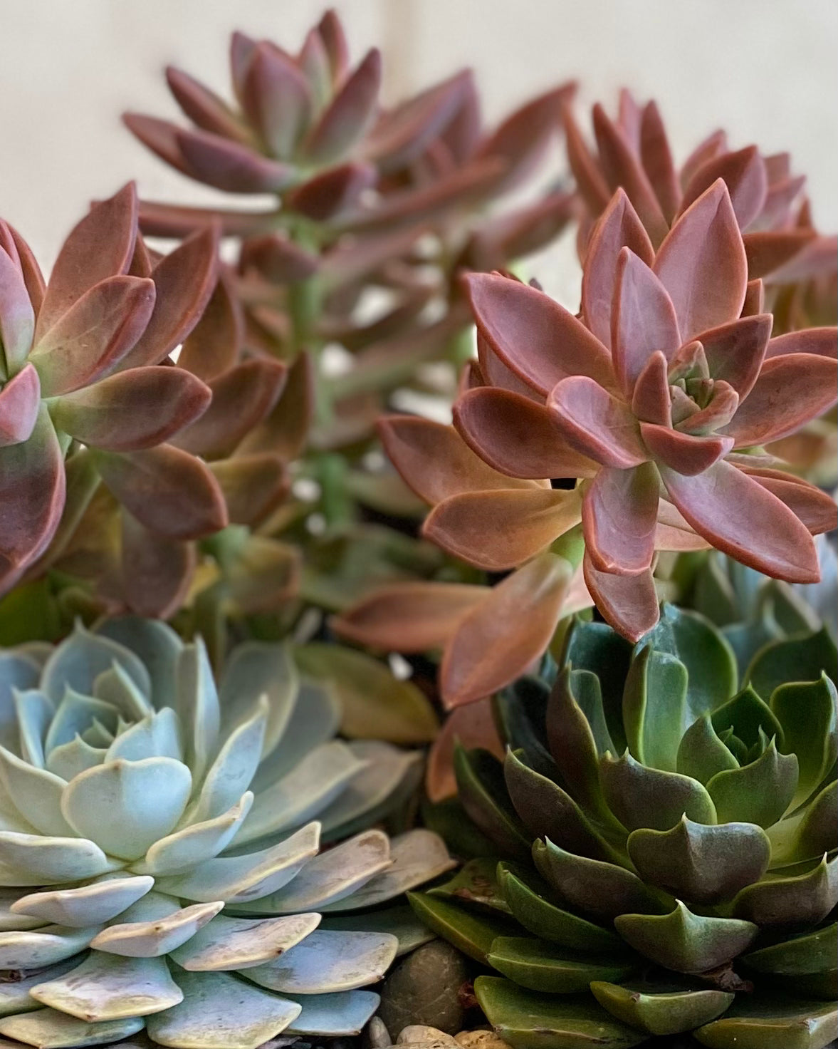 Succulent Garden Bowl