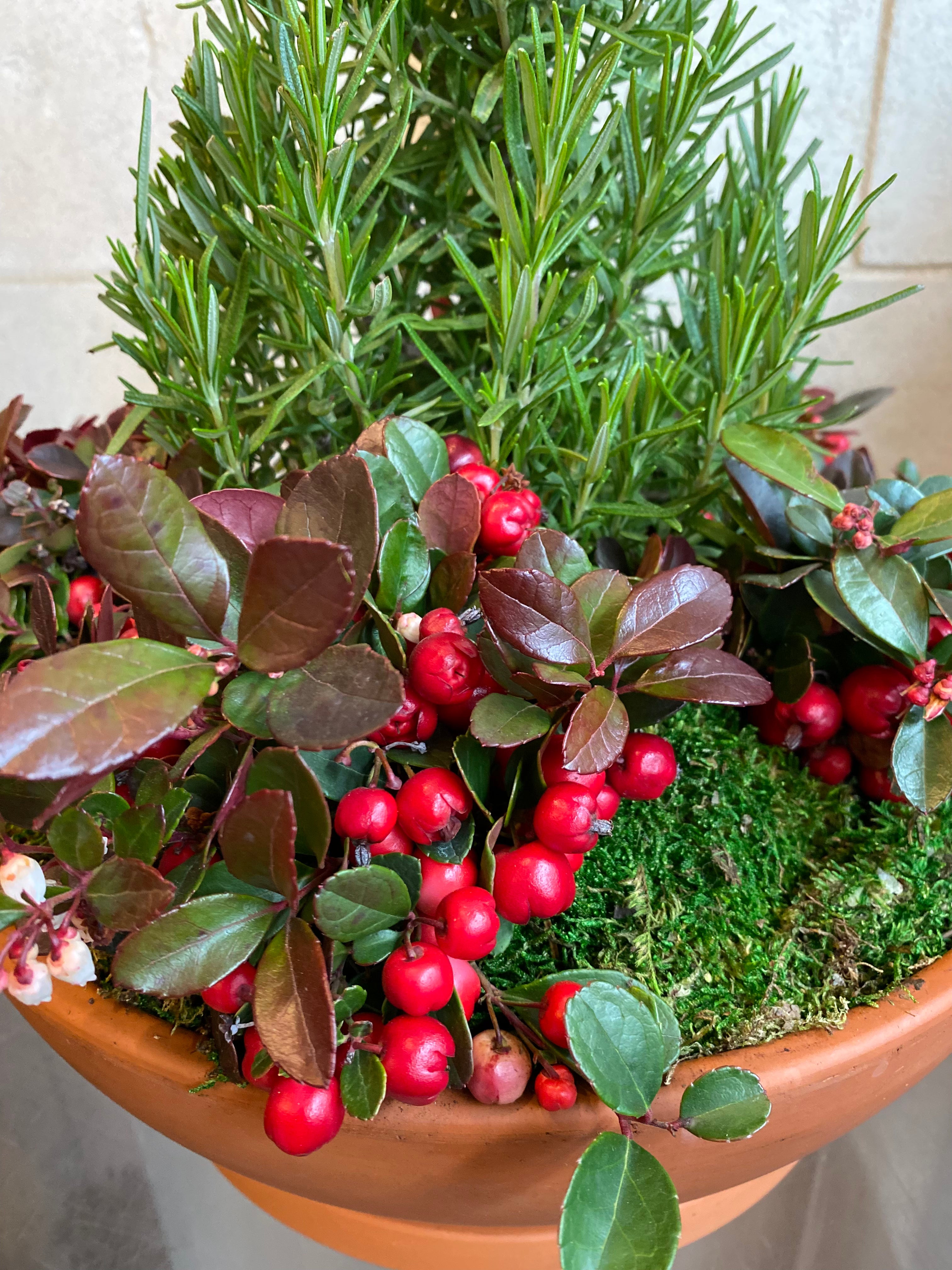 Rosemary & Winterberry Terracotta Planter