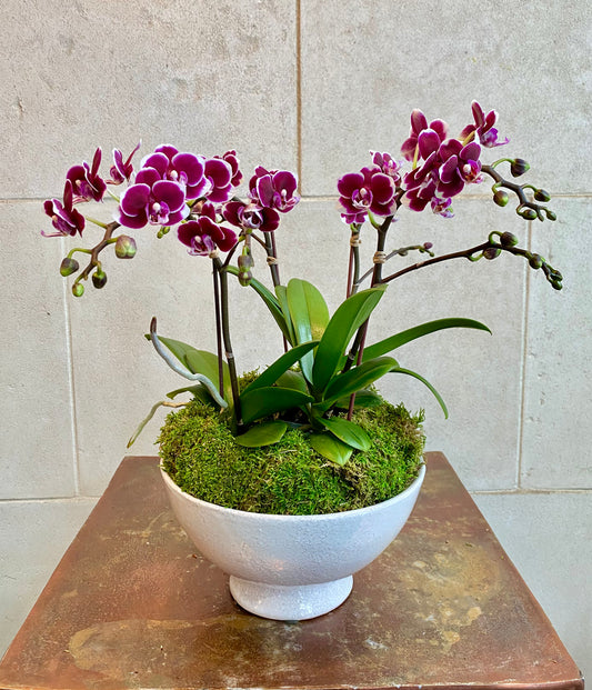 Triple Mini Orchid Planter - purple