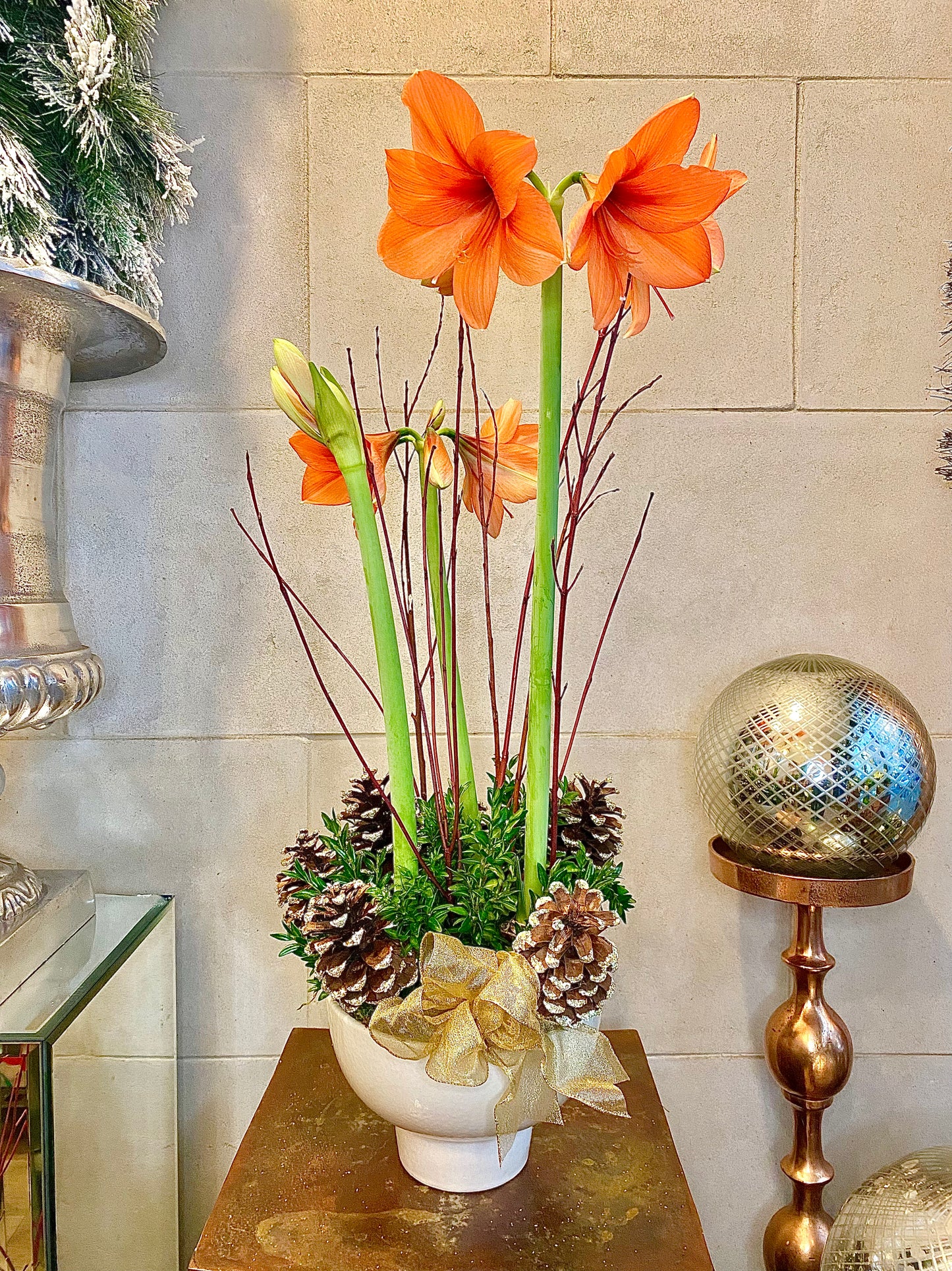 Deluxe Amaryllis Planter