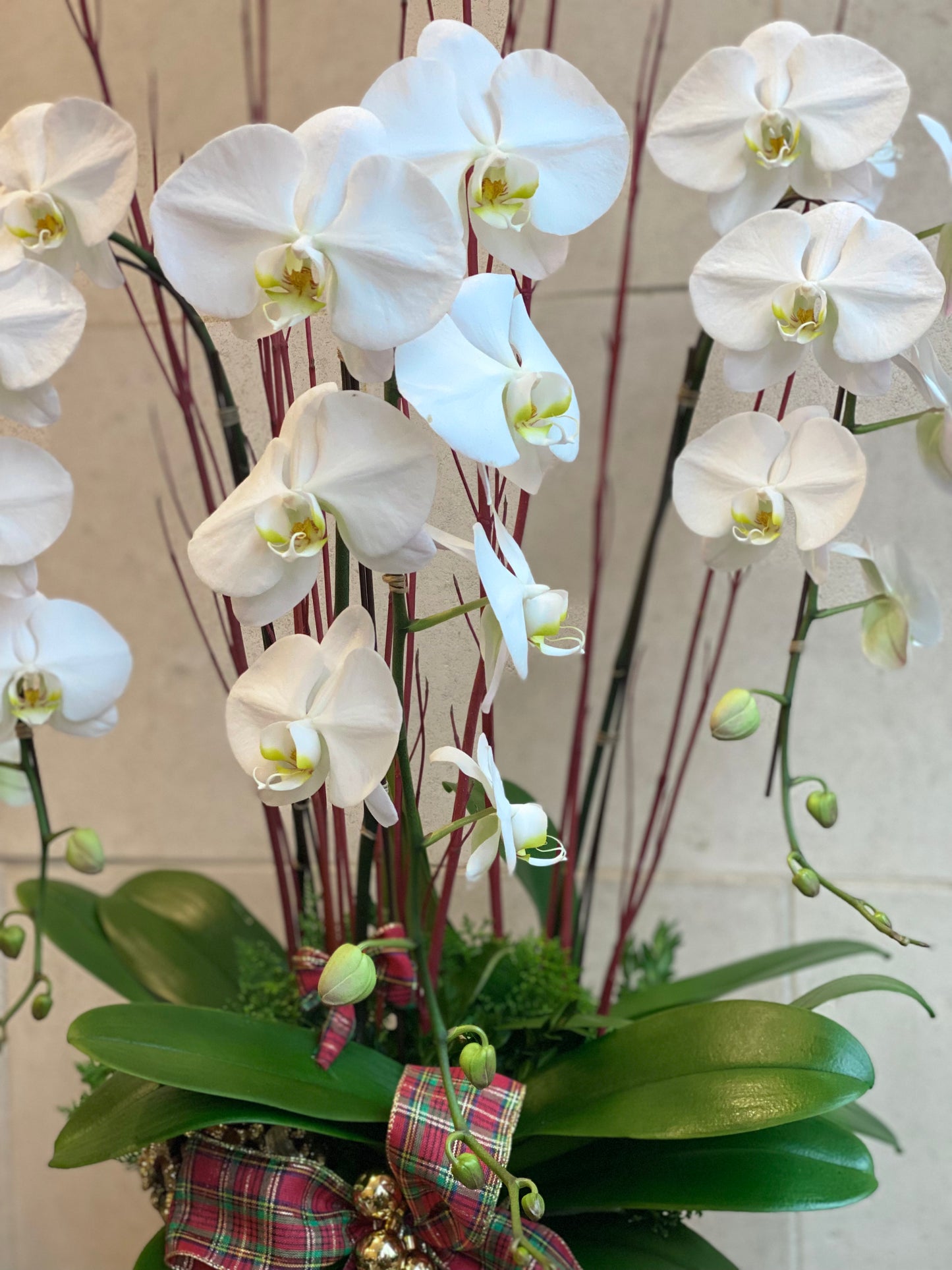 Deluxe Christmas Orchid Planter