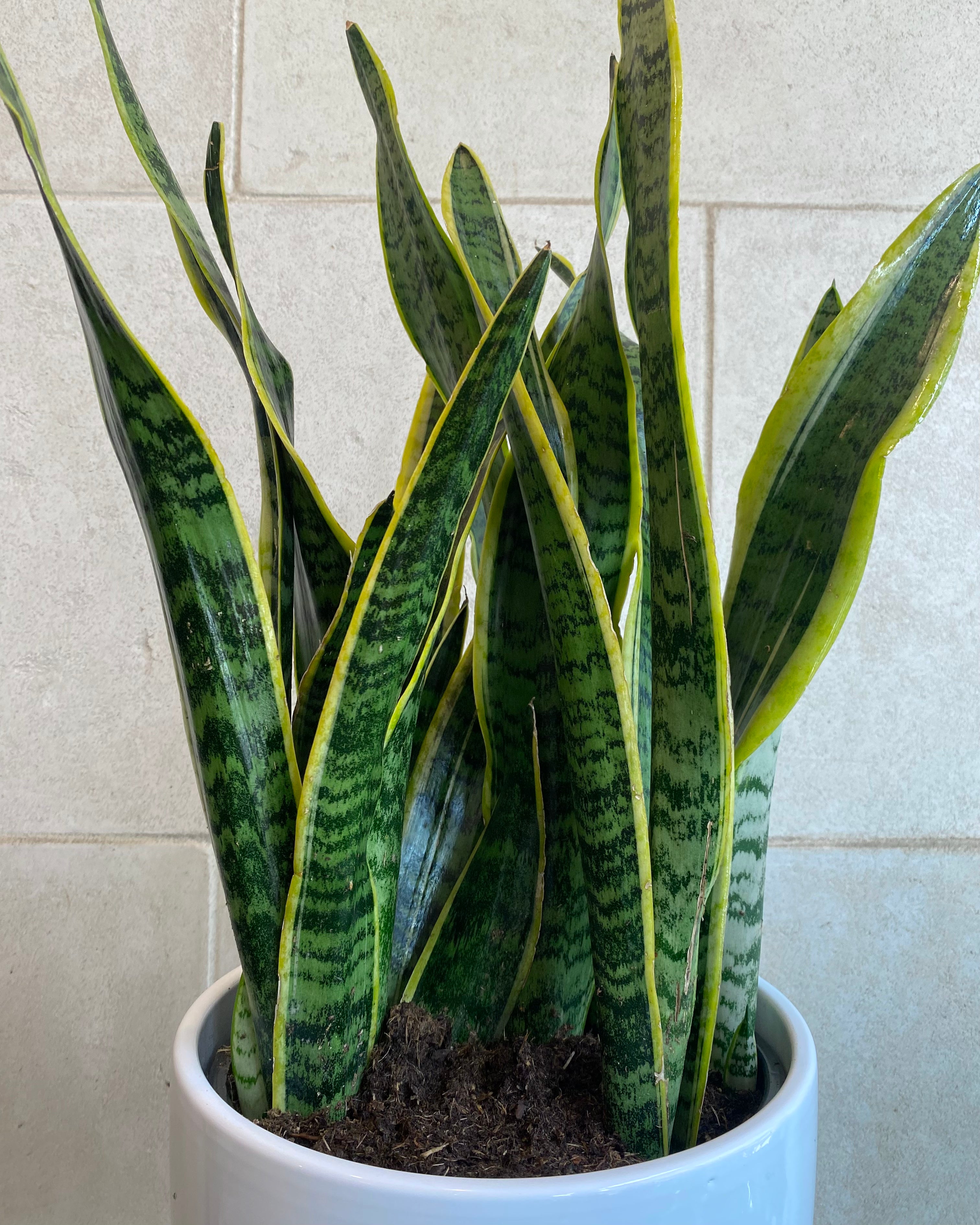 Snake plant