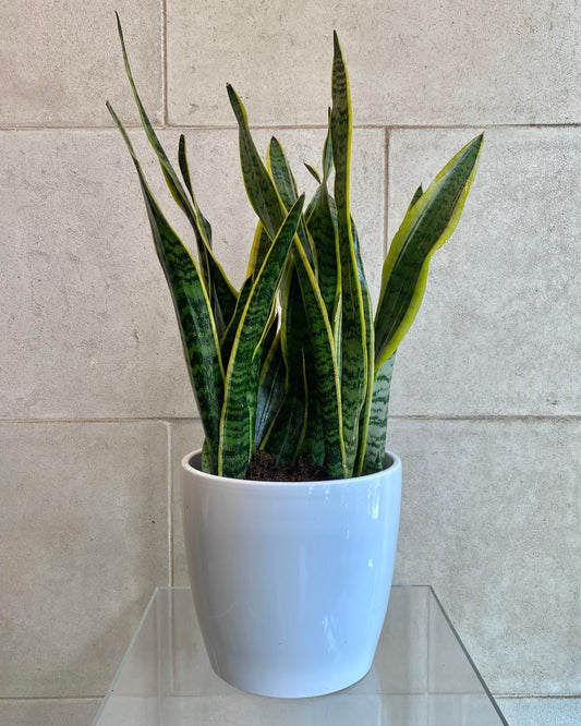 Snake plant