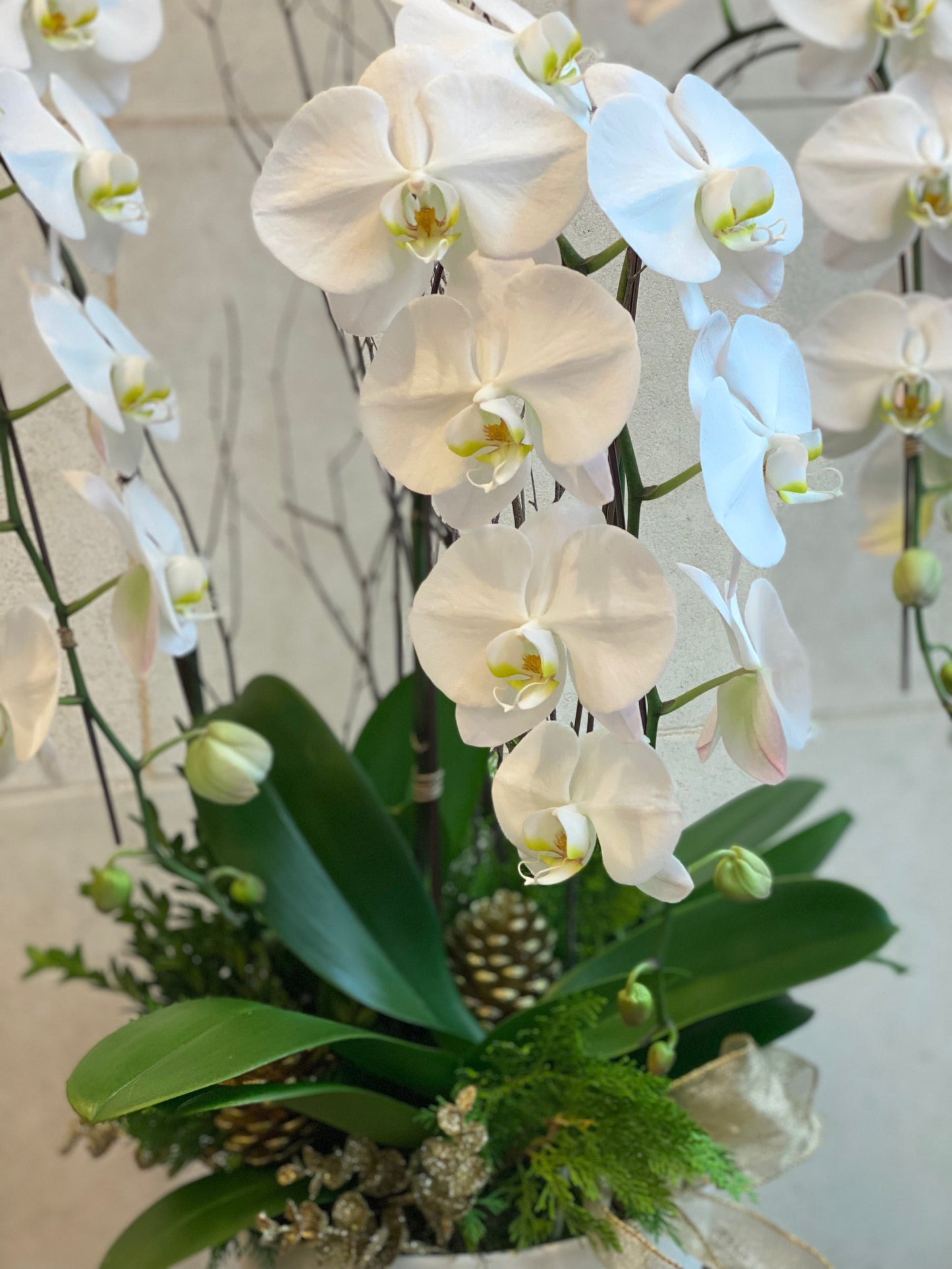 Deluxe Christmas Orchid Planter