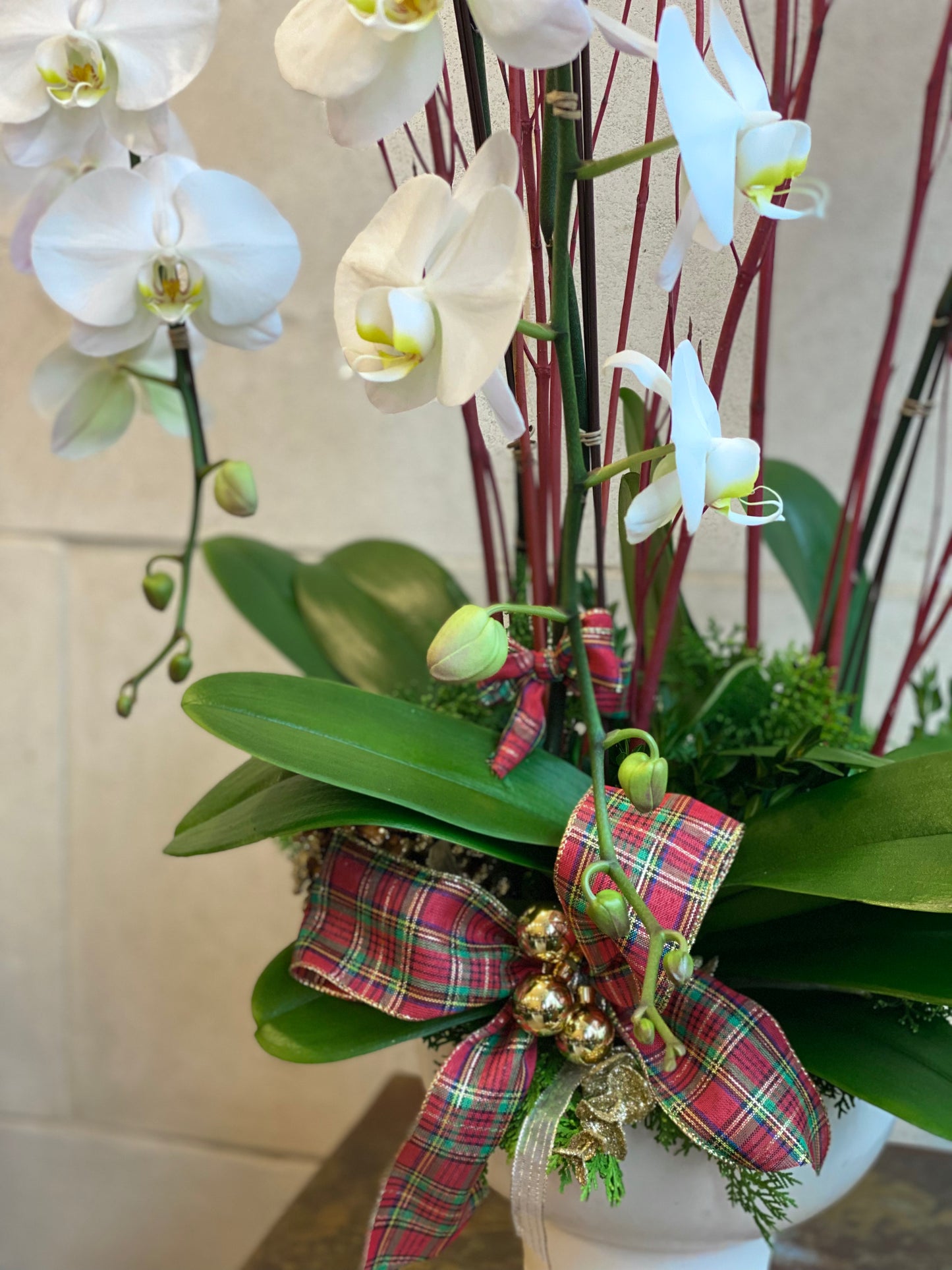 Deluxe Christmas Orchid Planter