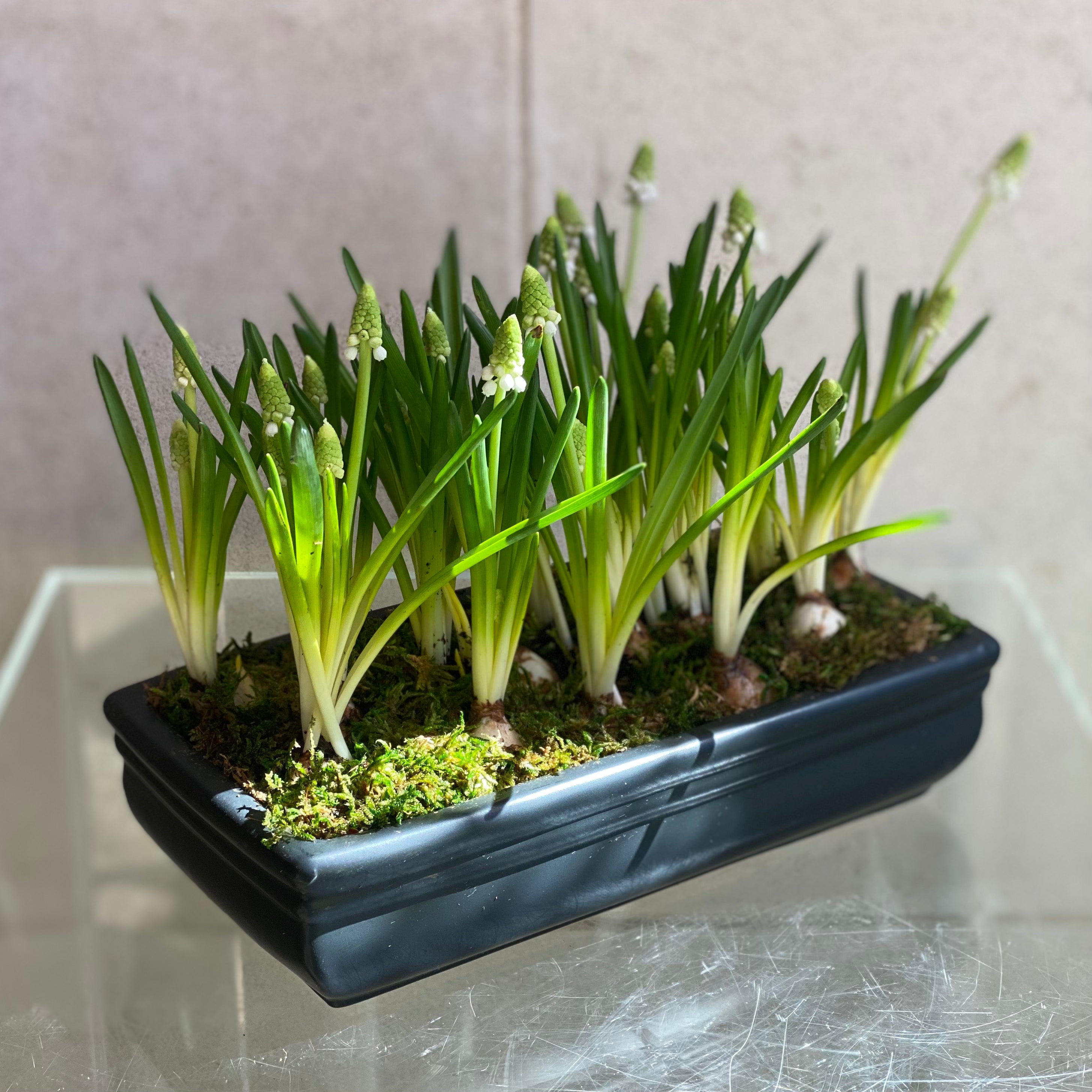 Muscari in Black Ceramic Container