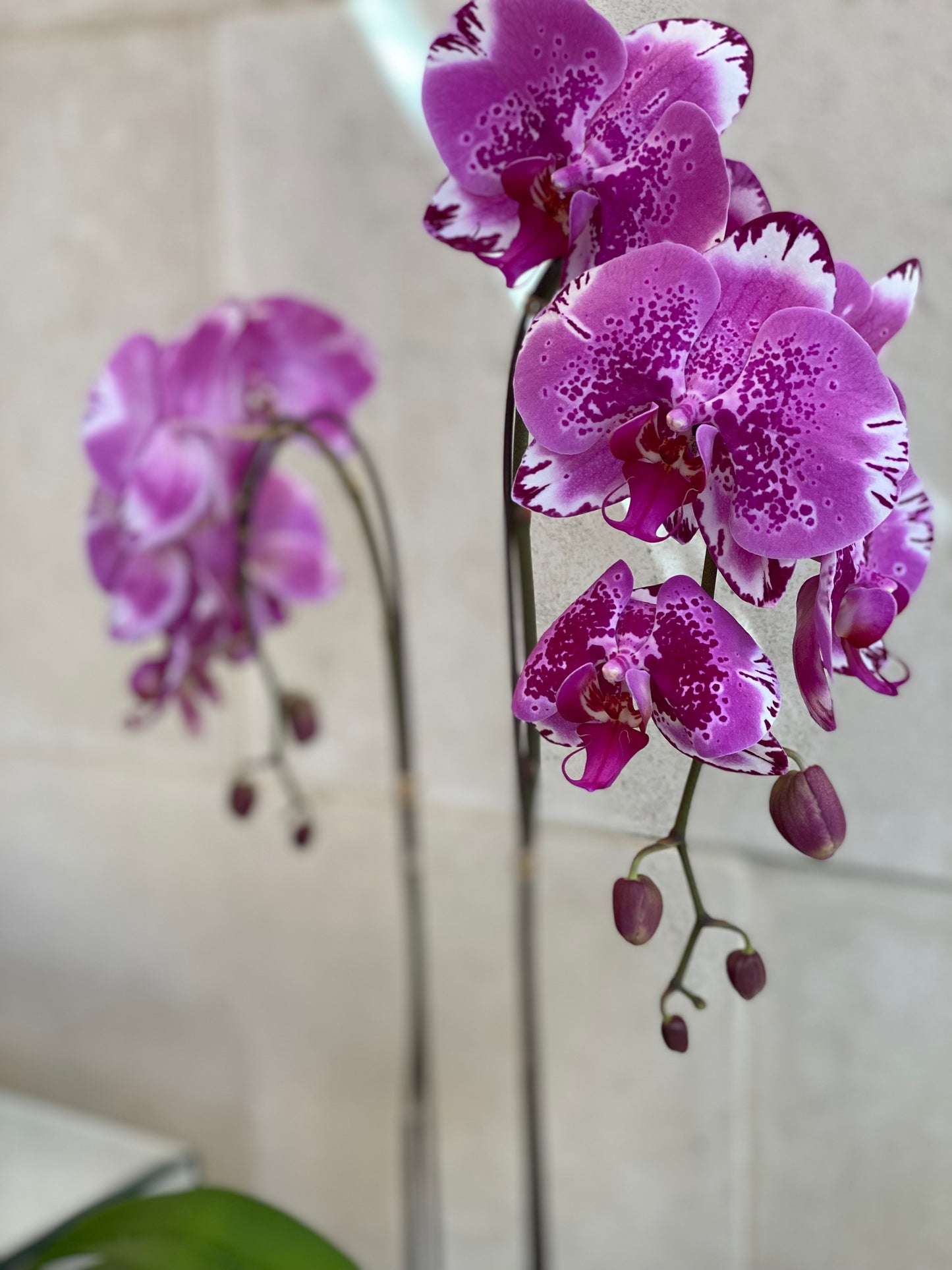 Premium Purple Double Orchid