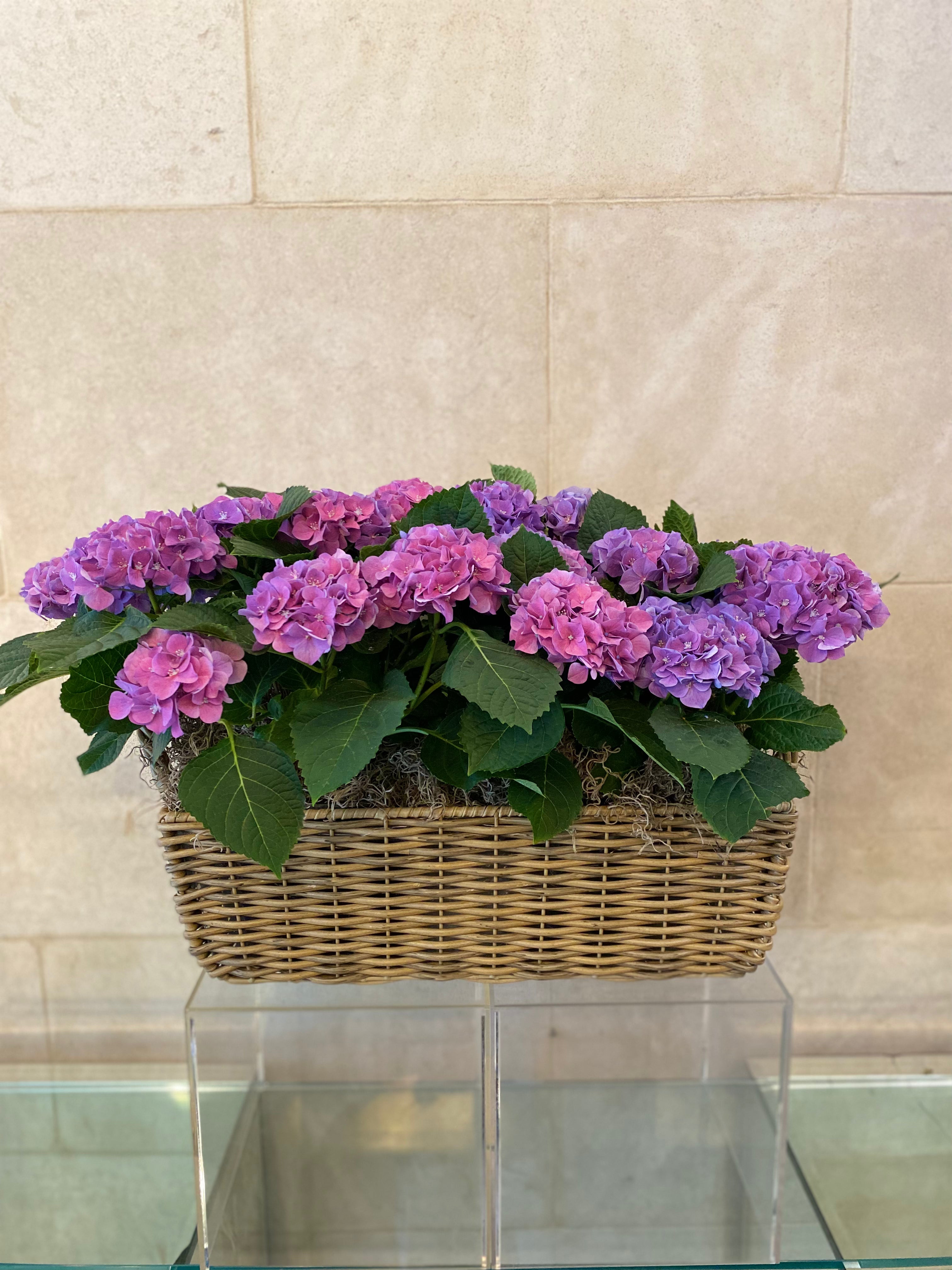 Spring Hydrangea Basket