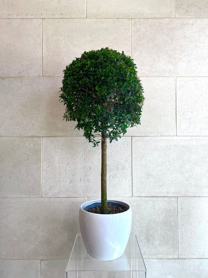 Ball Topiary