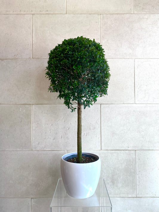 Ball Topiary
