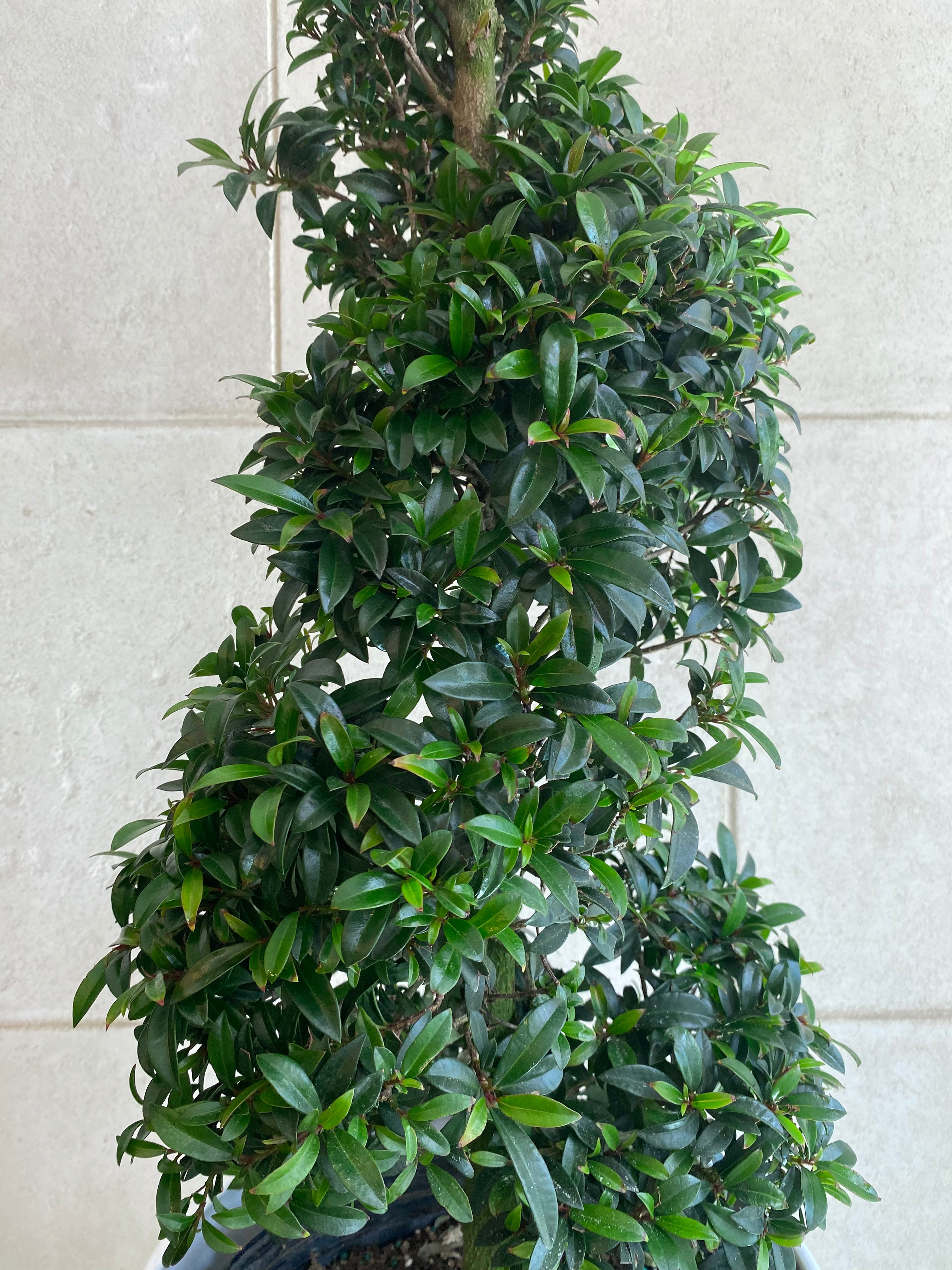 Spiral Topiary - 36”