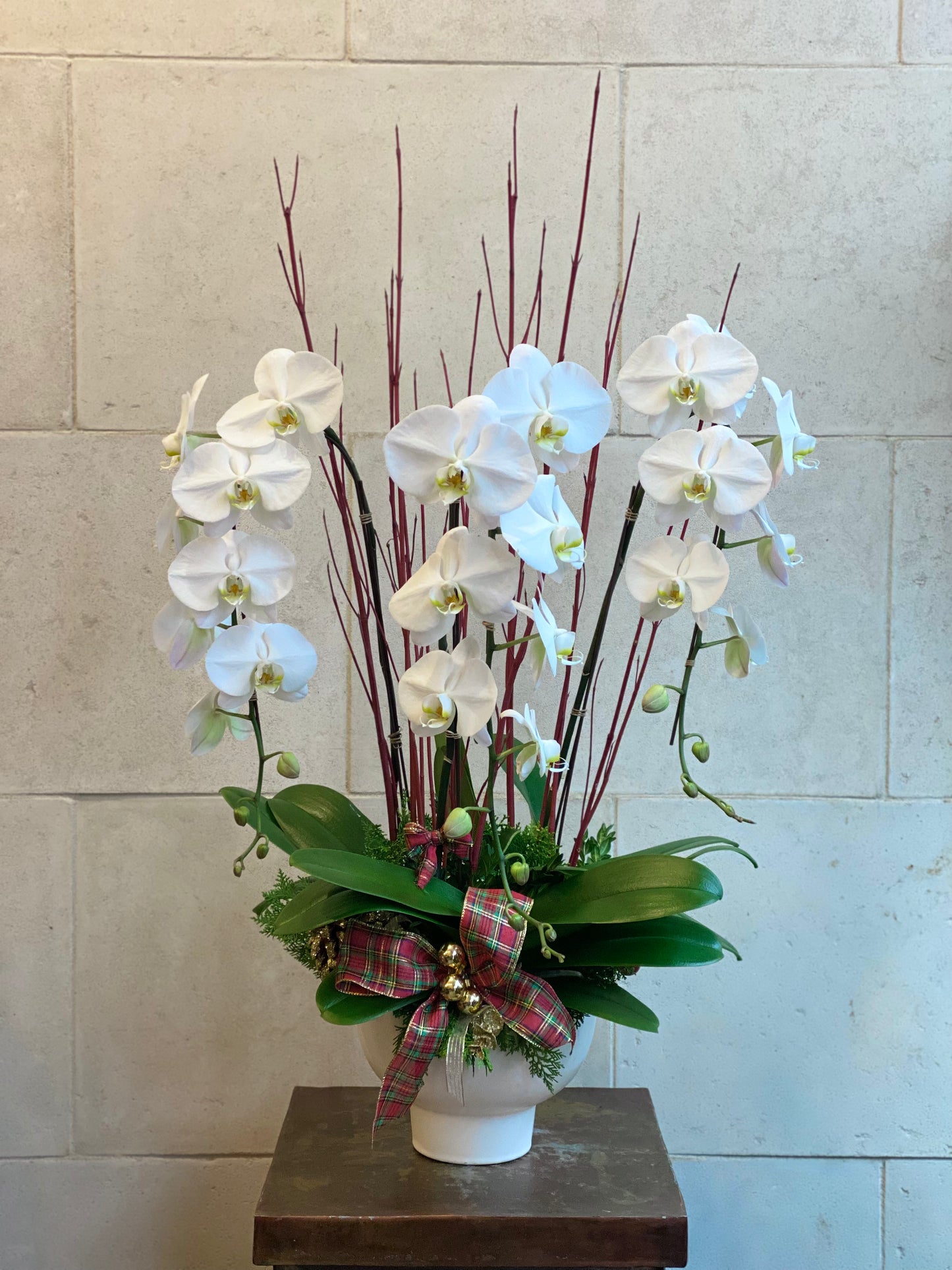 Deluxe Christmas Orchid Planter