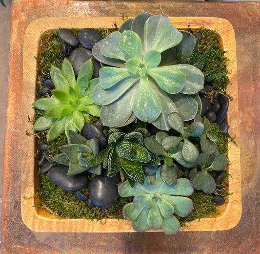 Succulent Garden in Wood Pot
