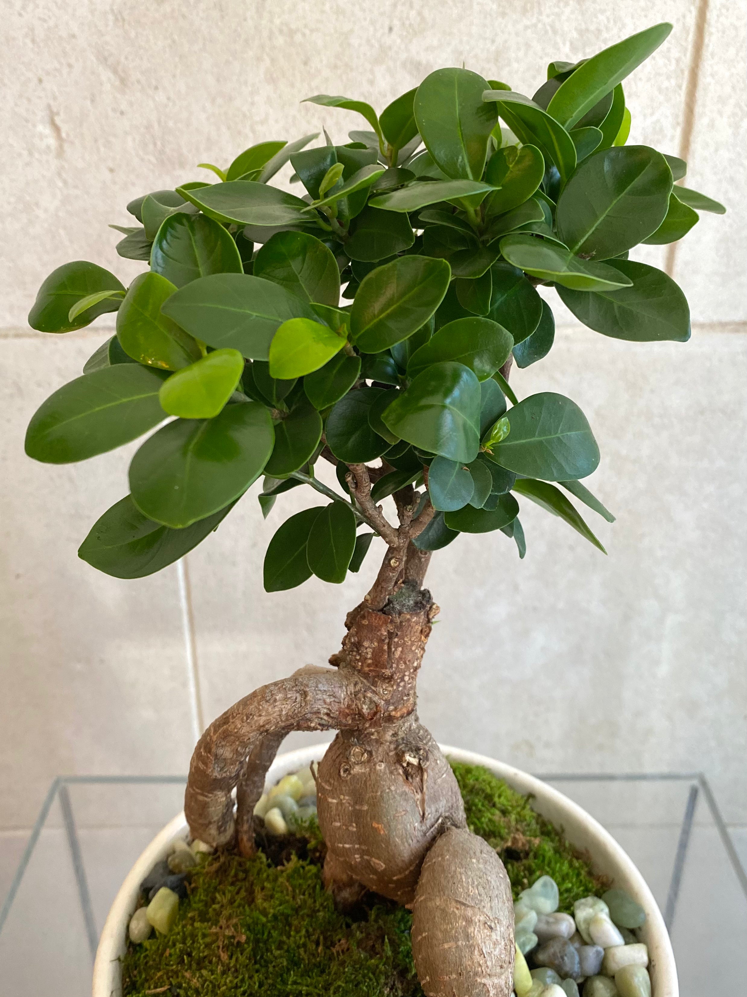 Ficus Ginseng in White Ceramic Compote
