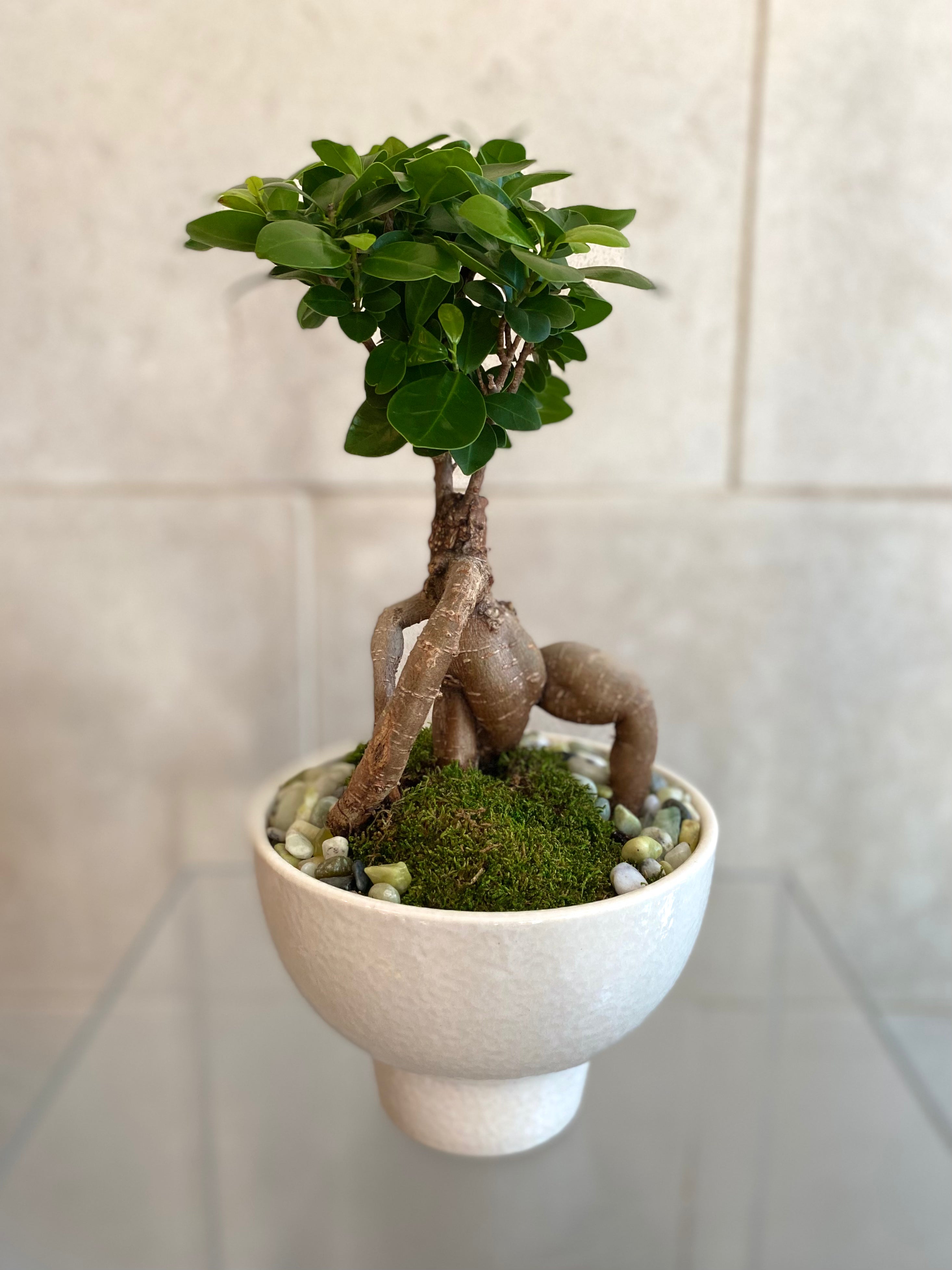 Ficus Ginseng in White Ceramic Compote