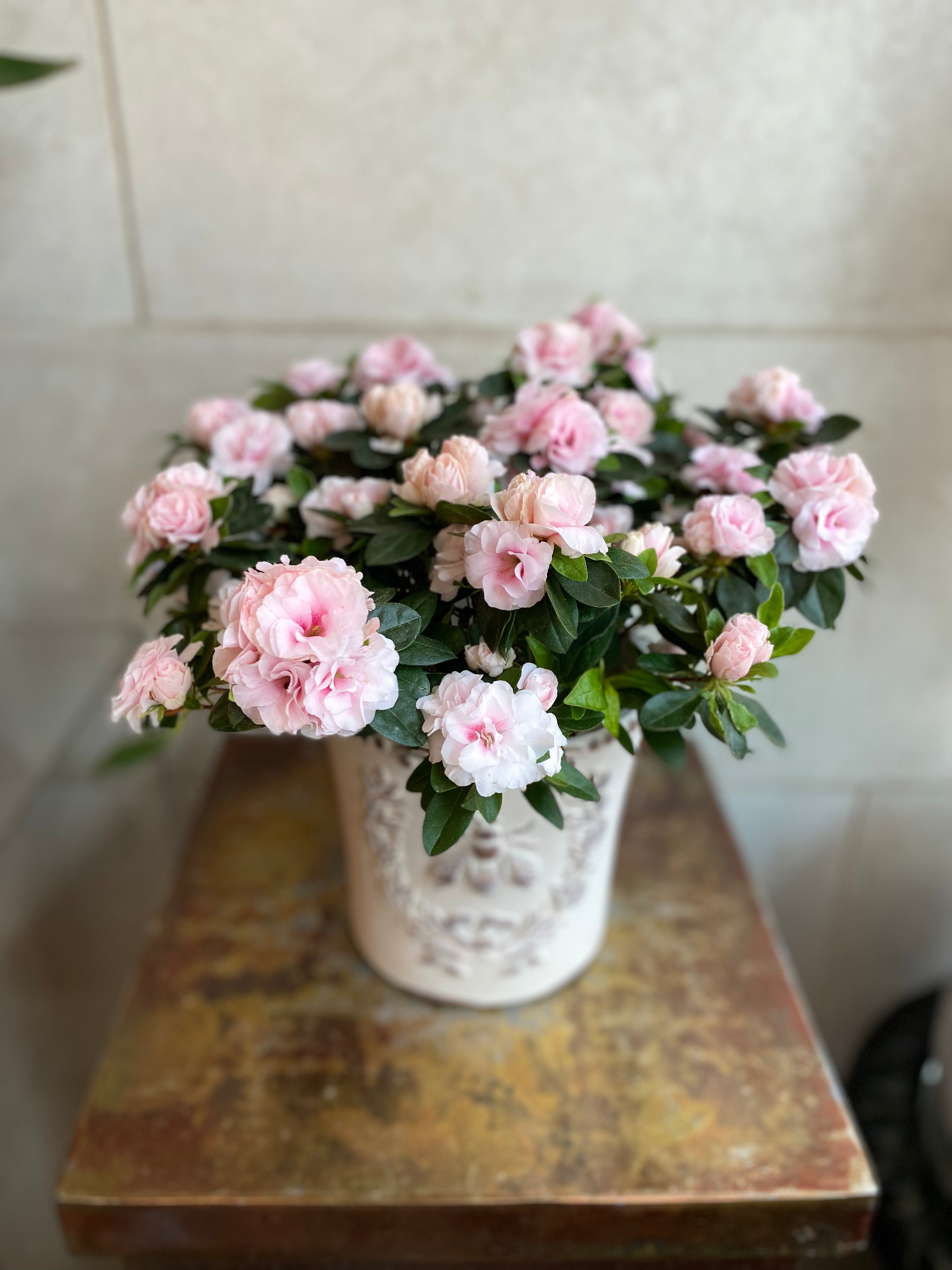 Azalea in Embossed Bee Planter