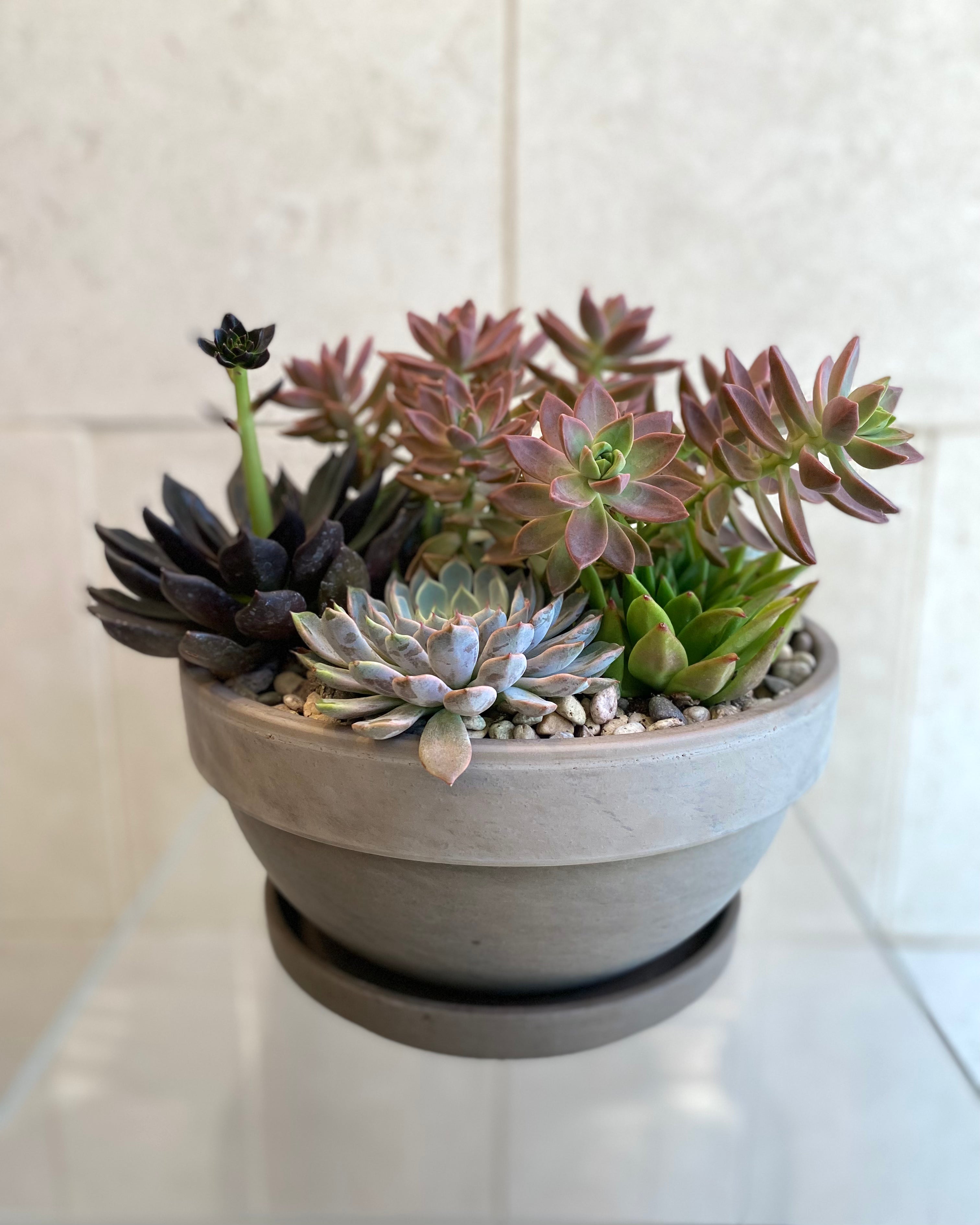 Succulent Garden Bowl