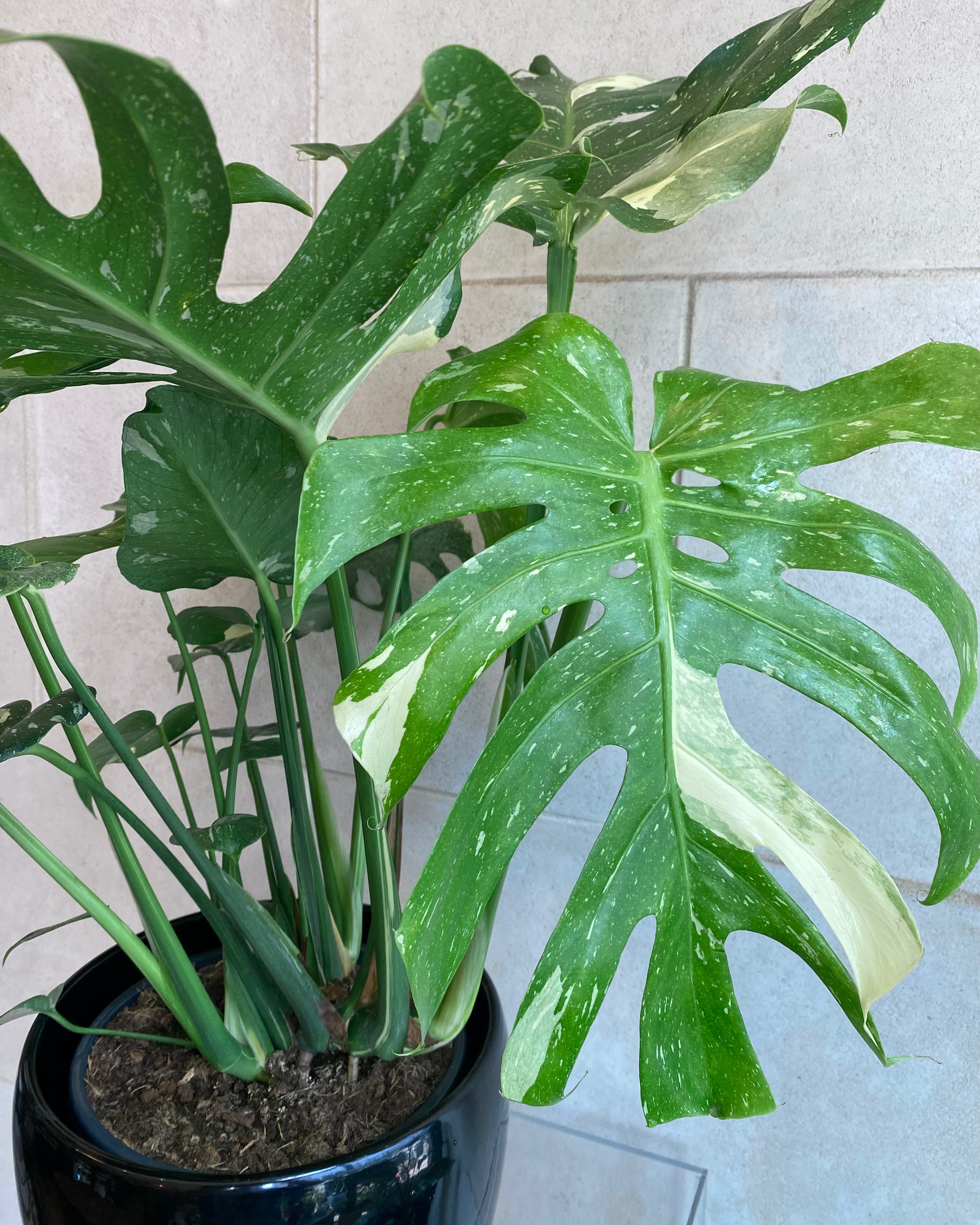 Variegated Monstera Deliciosa