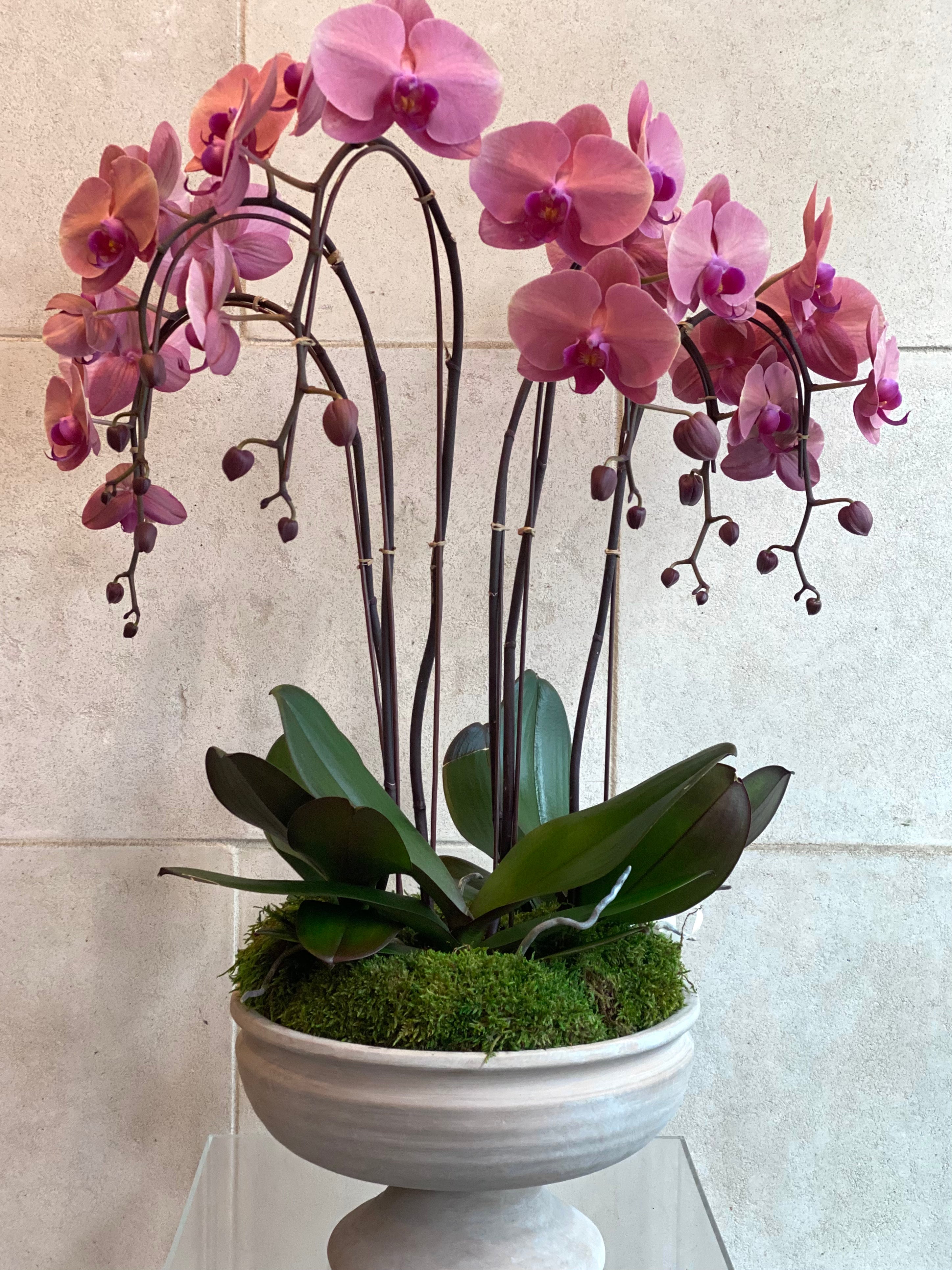Large Purple Phalaenopsis Trio