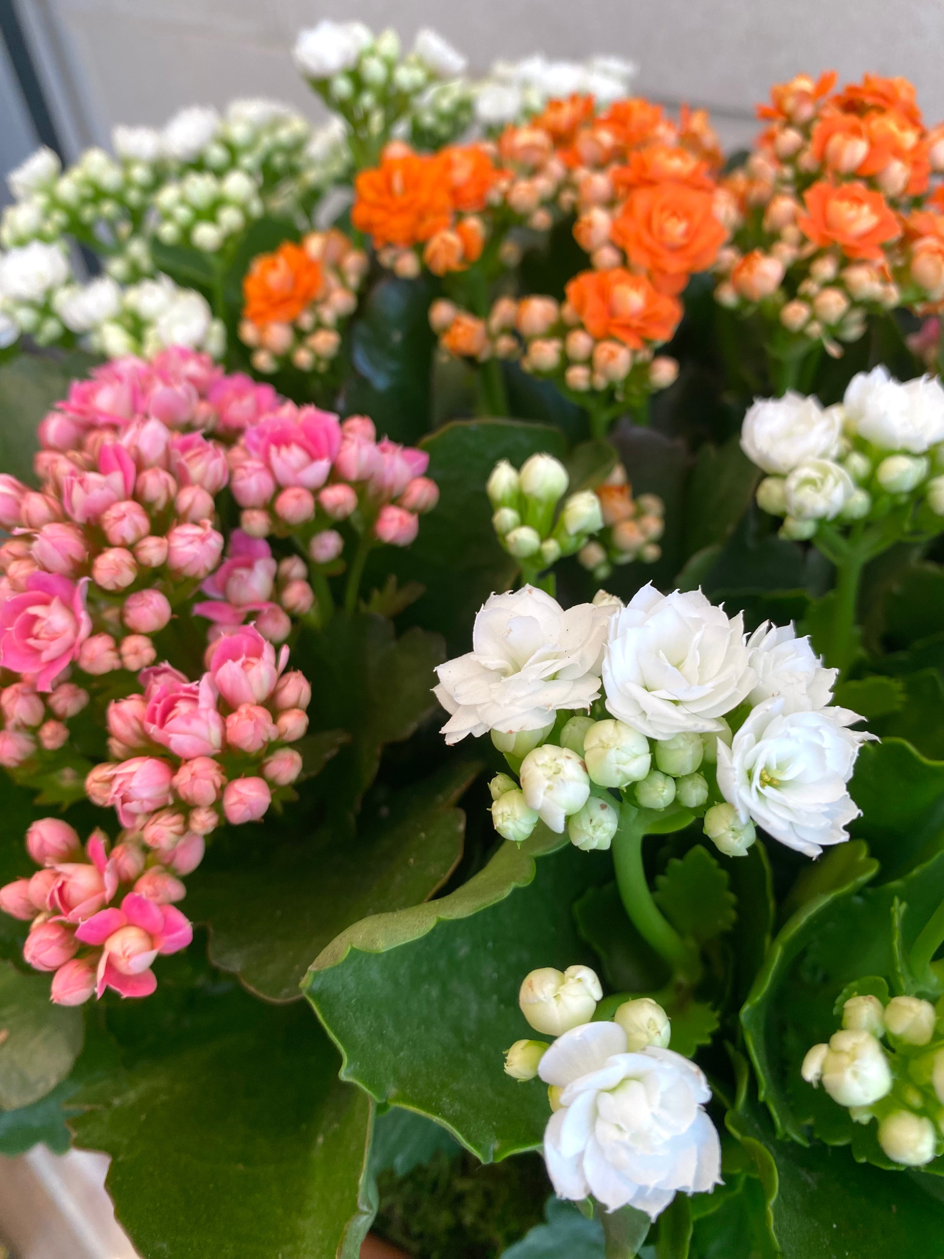 Kalanchoe Planter