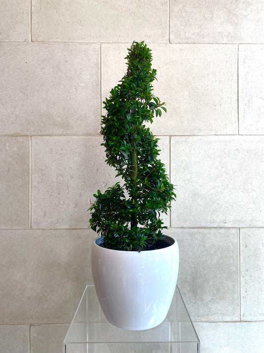 Spiral Topiary - 36”