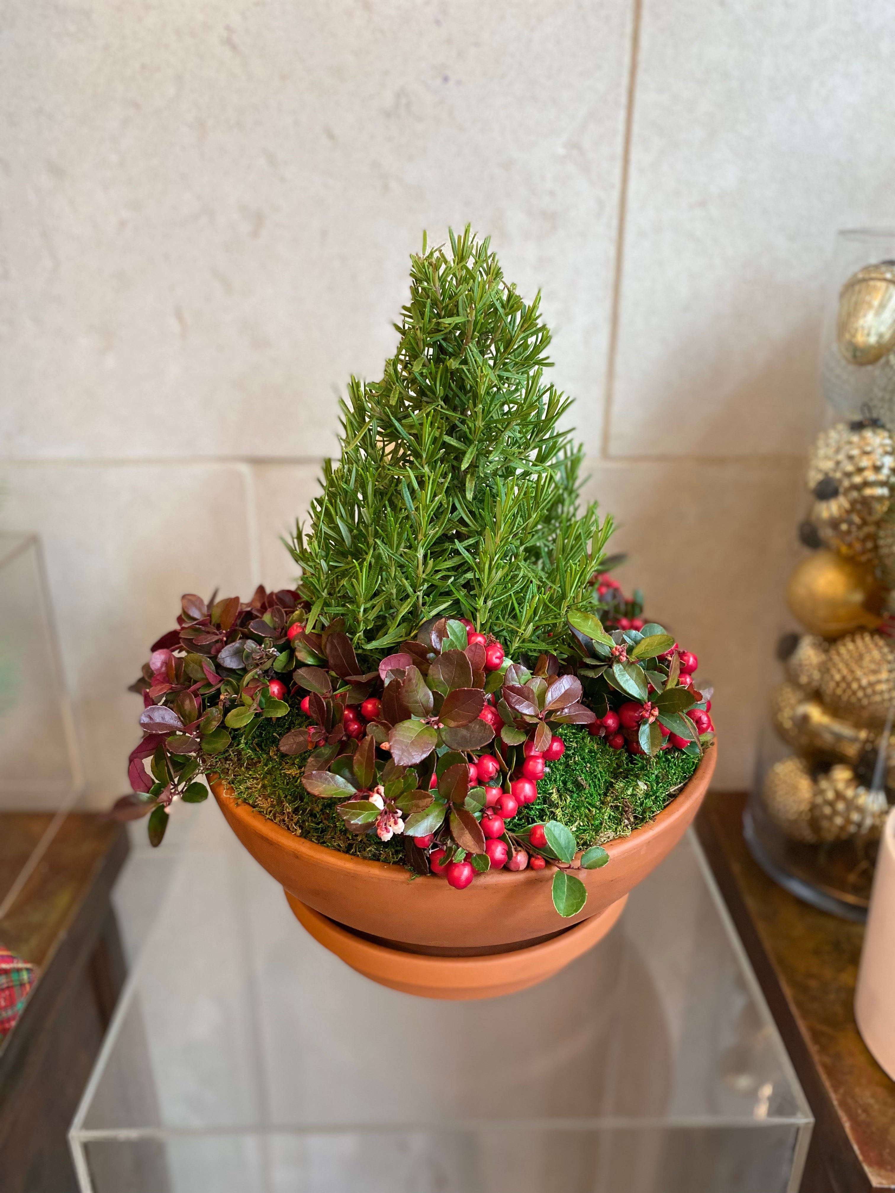 Rosemary & Winterberry Terracotta Planter