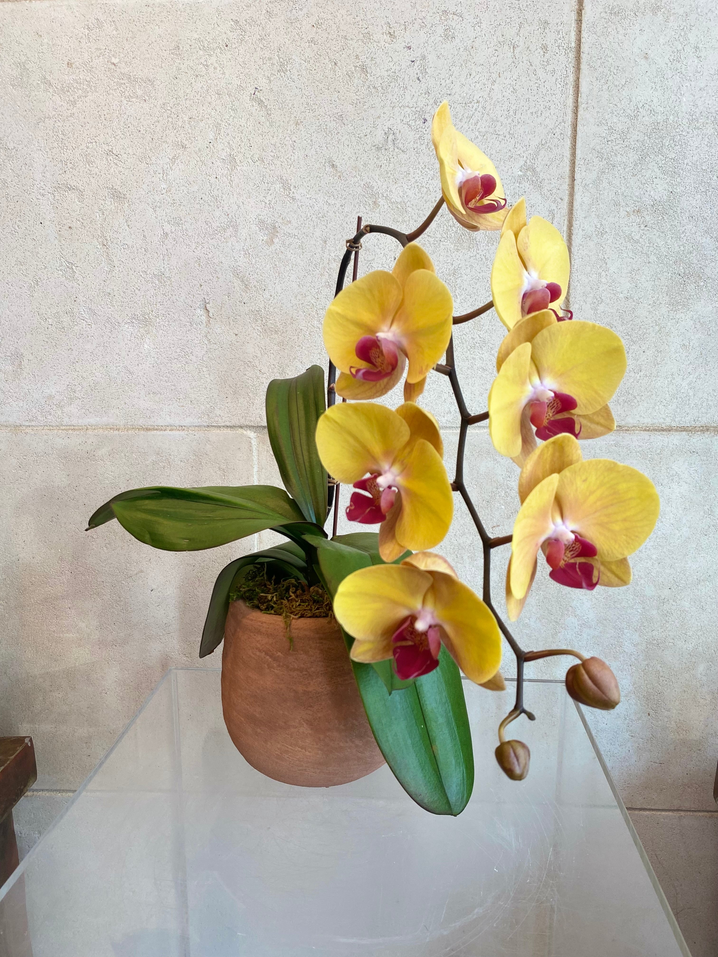 Golden Phalaenopsis in Rust Planter