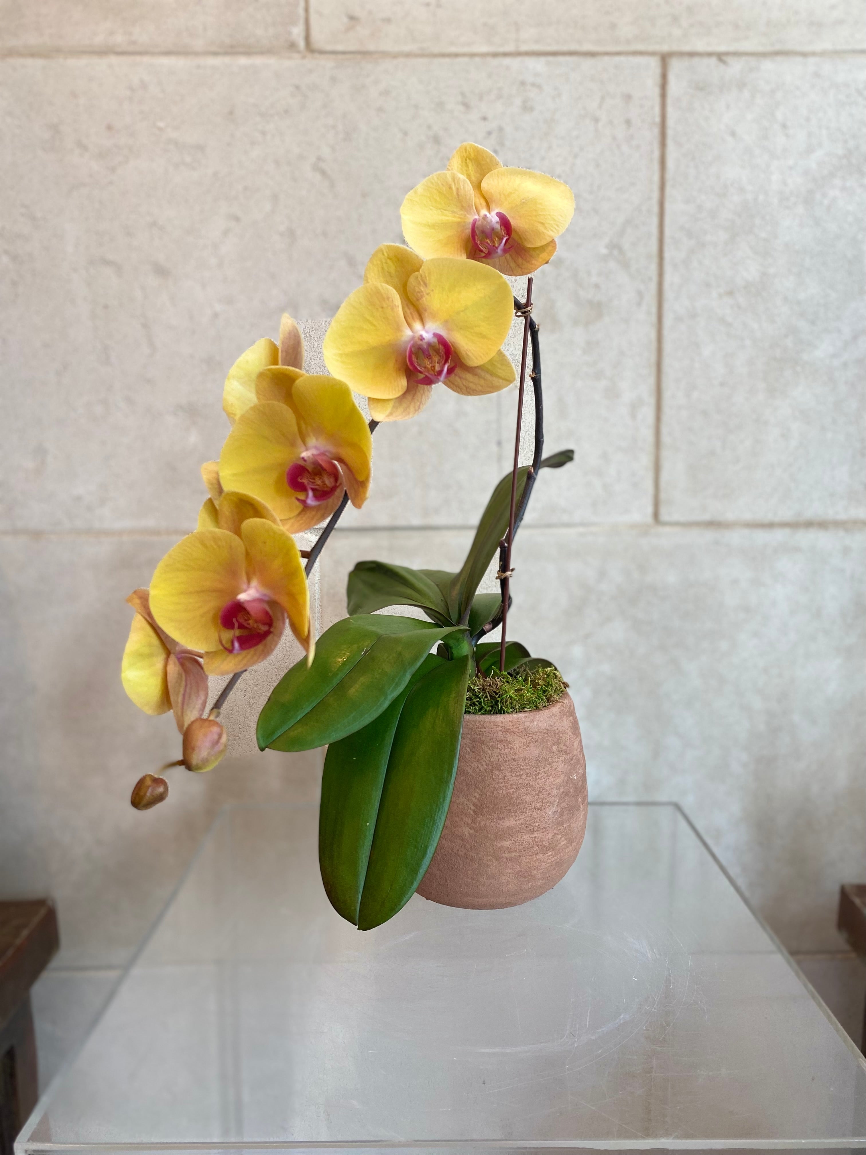 Golden Phalaenopsis in Rust Planter