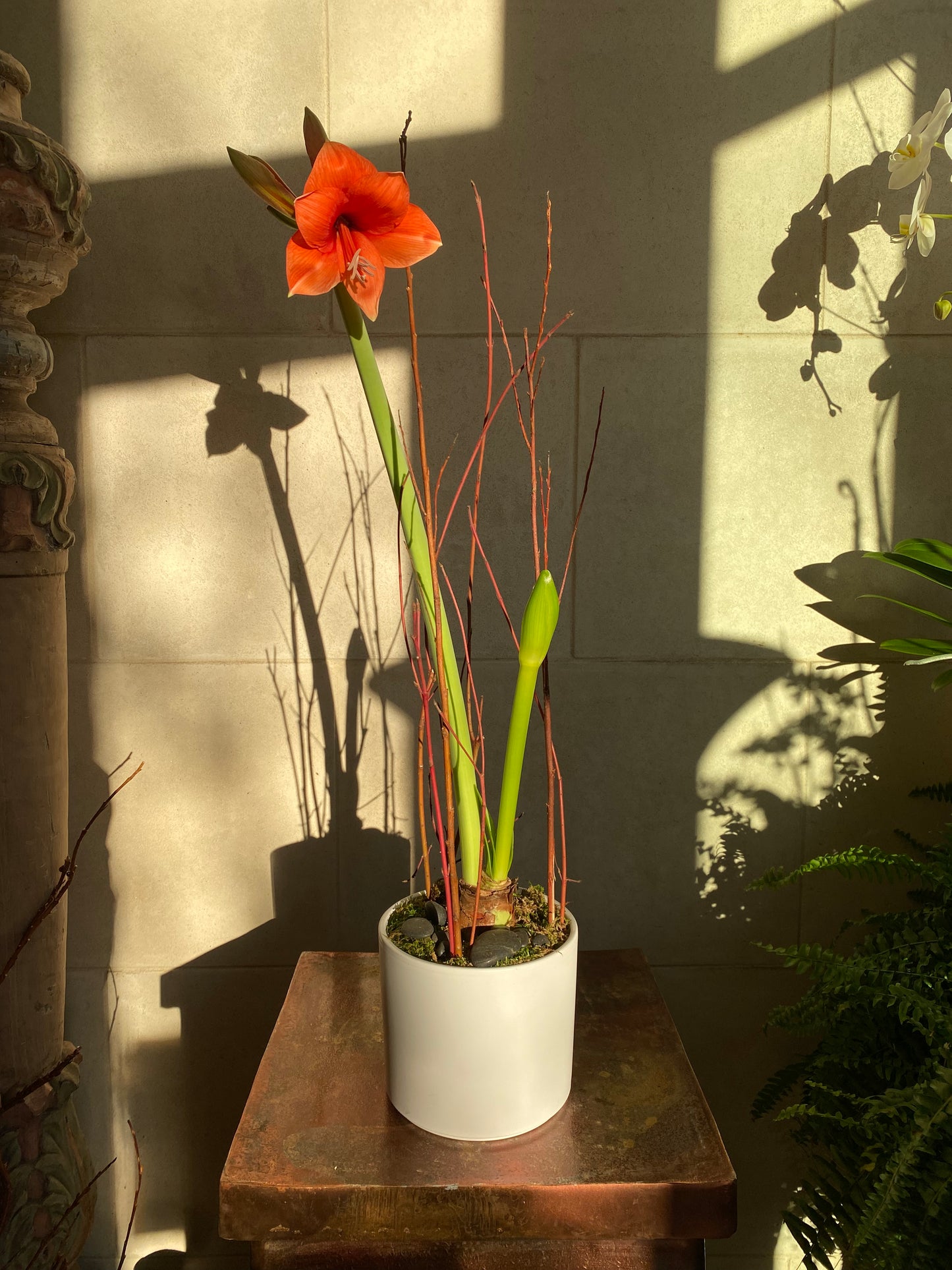 Potted Amaryllis