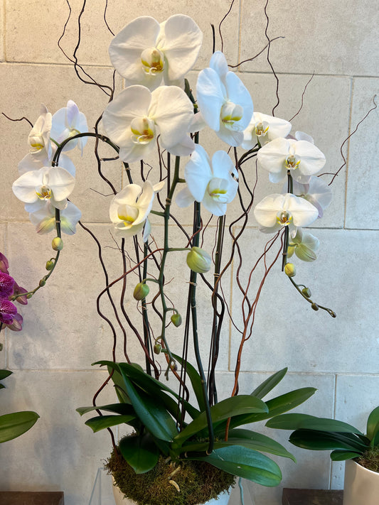 Large phalaenopsis Trio